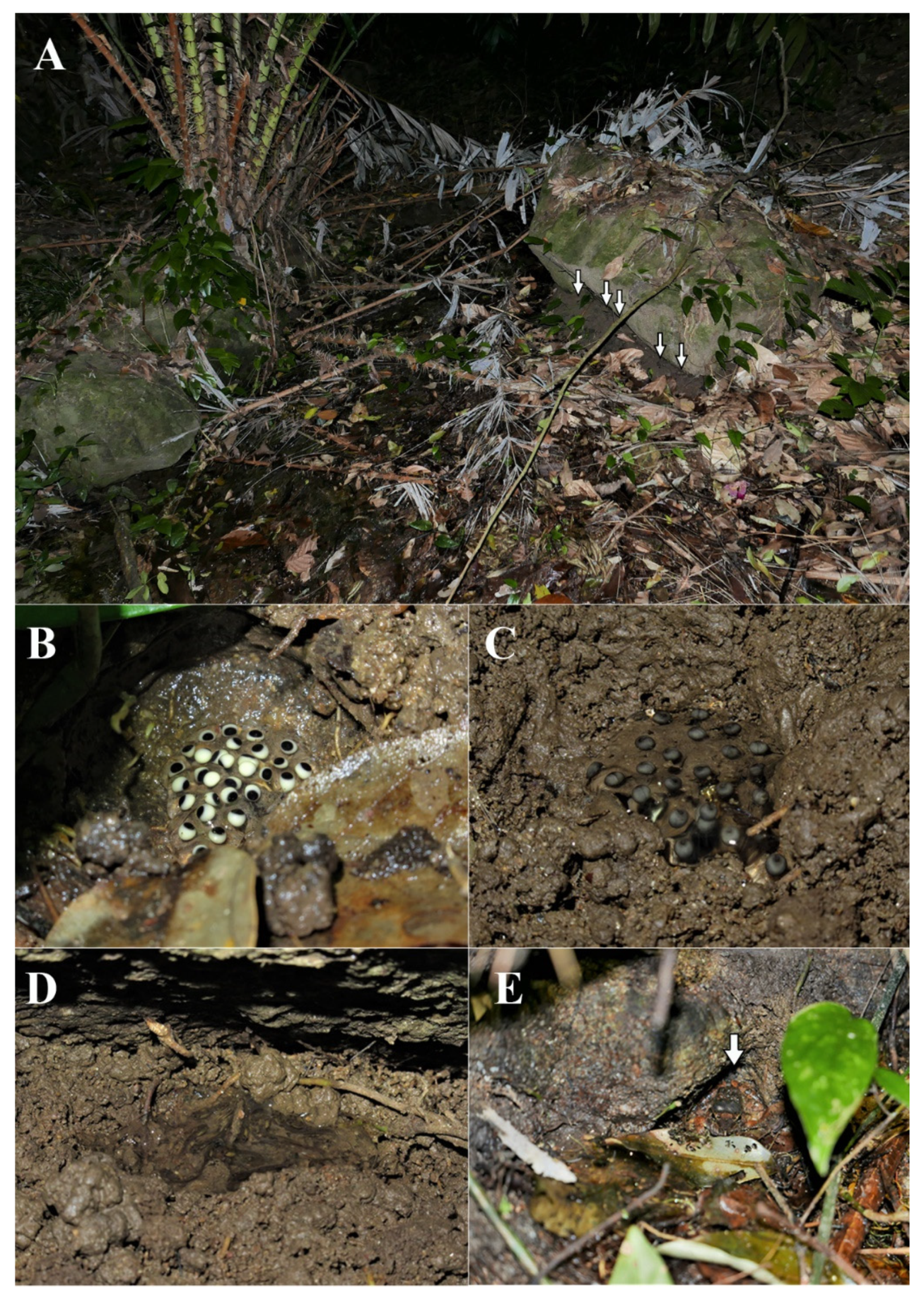 Animals 11 00566 g011