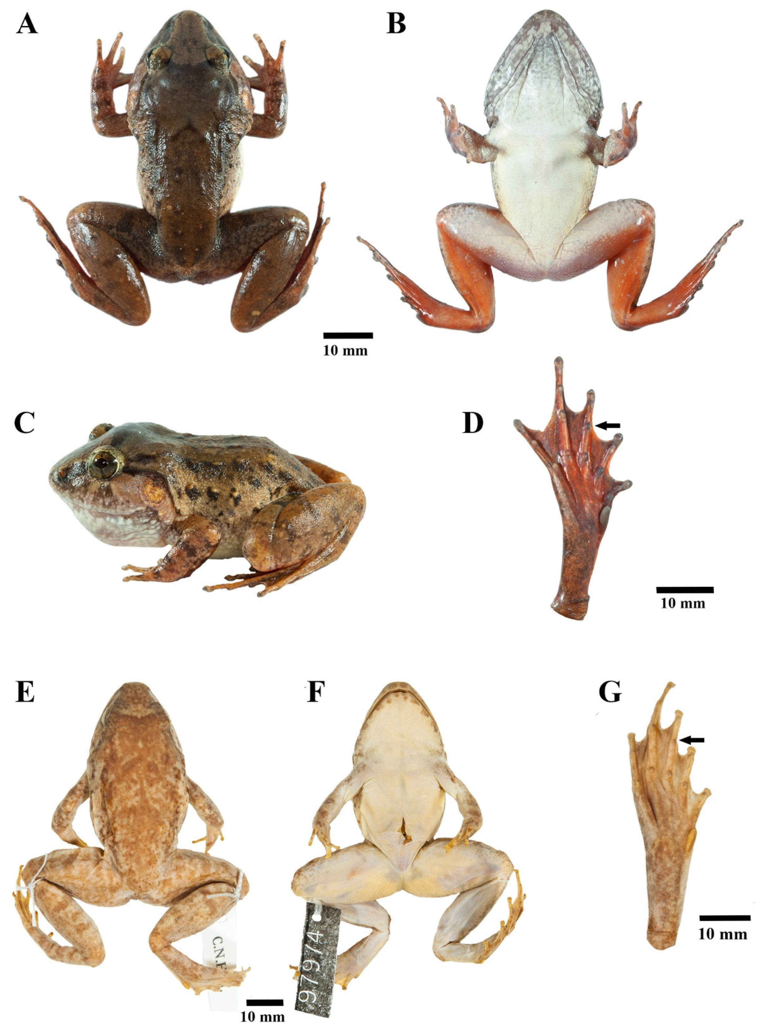 Animals 11 00566 g012