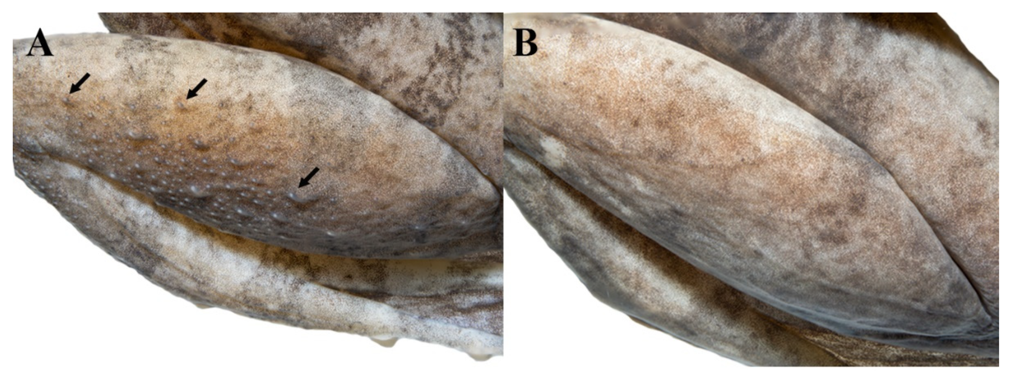 Animals 11 00566 g013