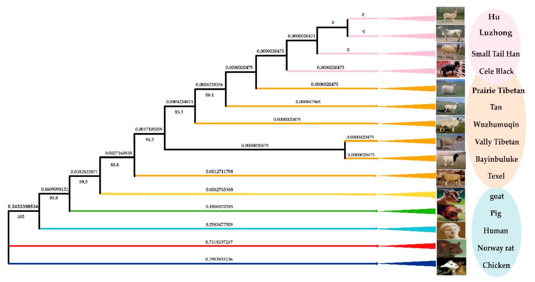 Animals 11 00571 g002 Animals 11 00571 g002