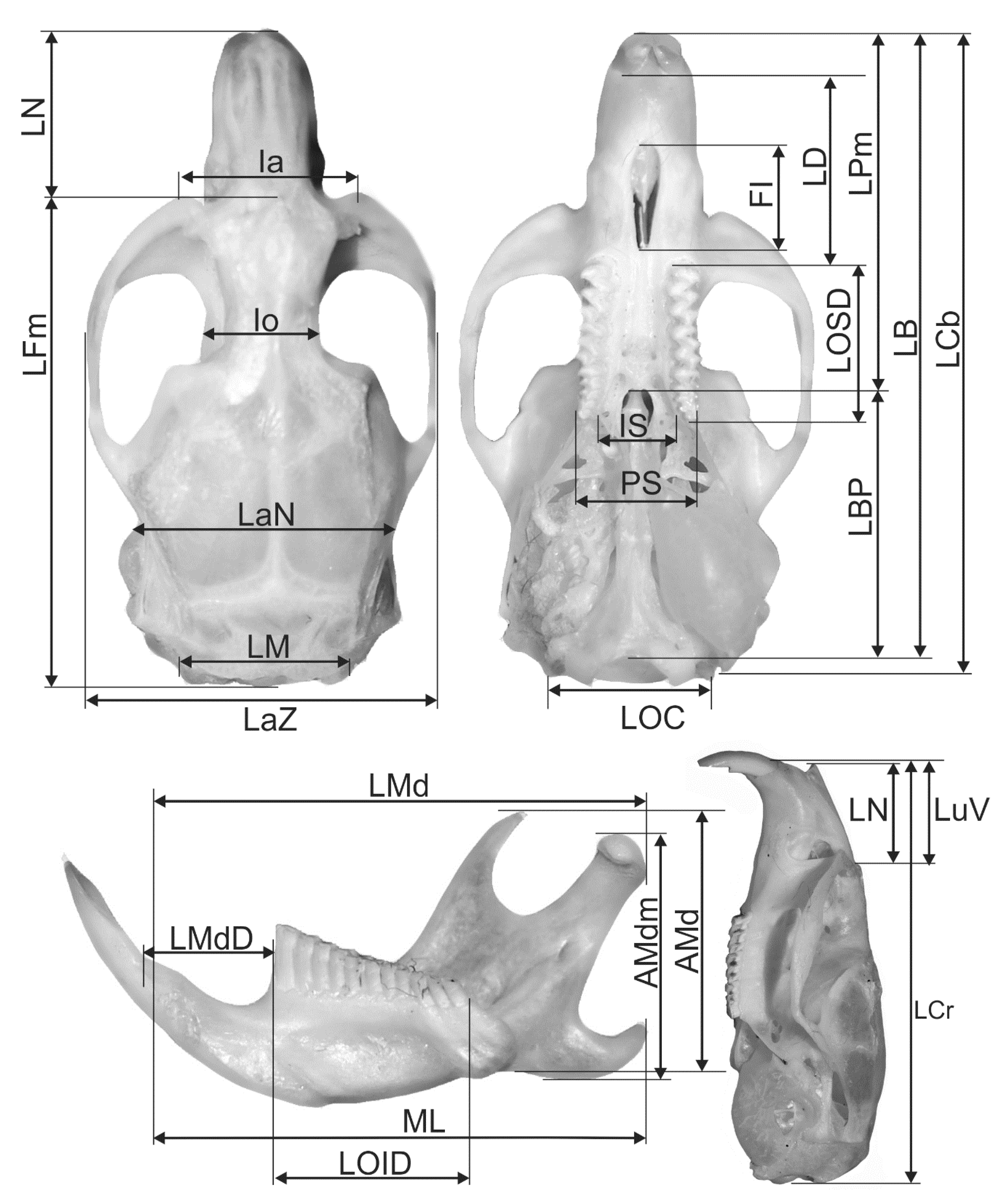 Animals 11 00576 g002