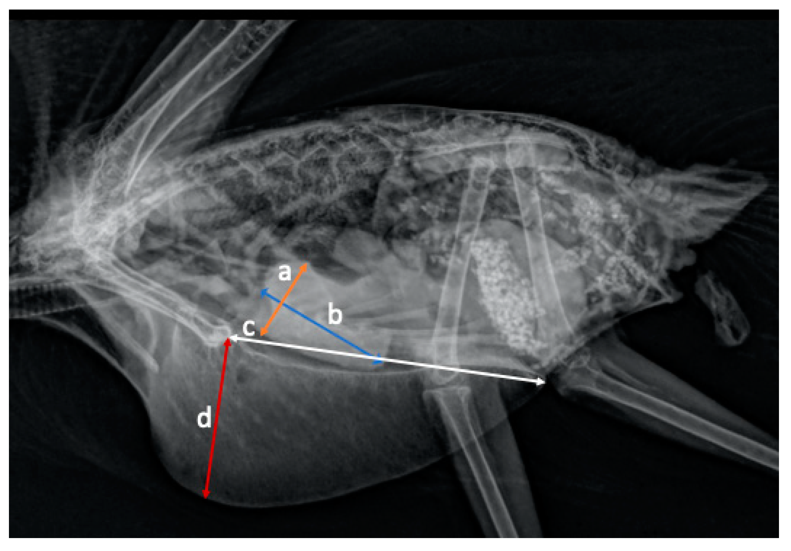 Animals 11 00587 g002