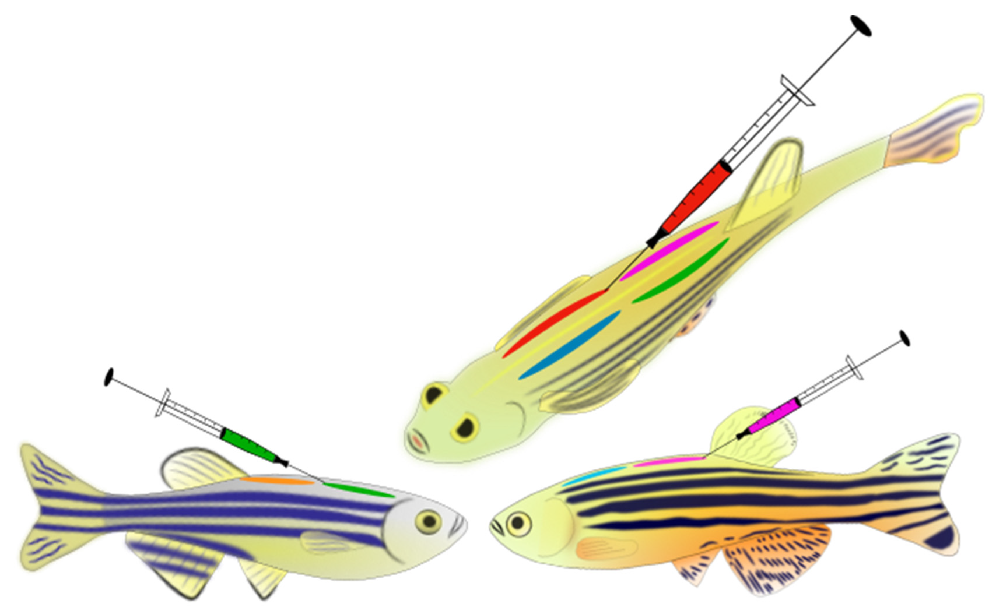 Animals 11 00616 g001 Animals 11 00616 g001