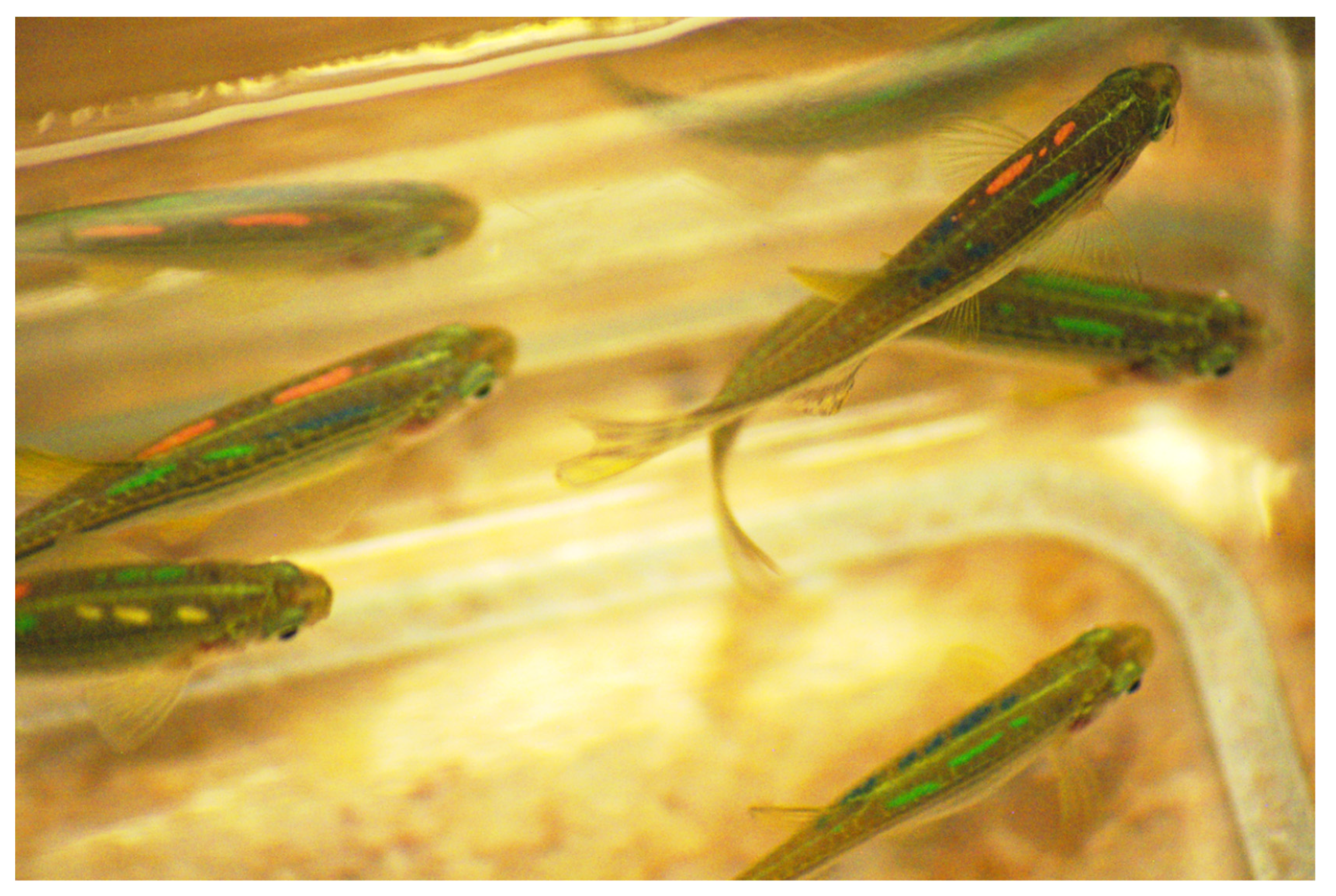 Animals 11 00616 g002 Animals 11 00616 g002