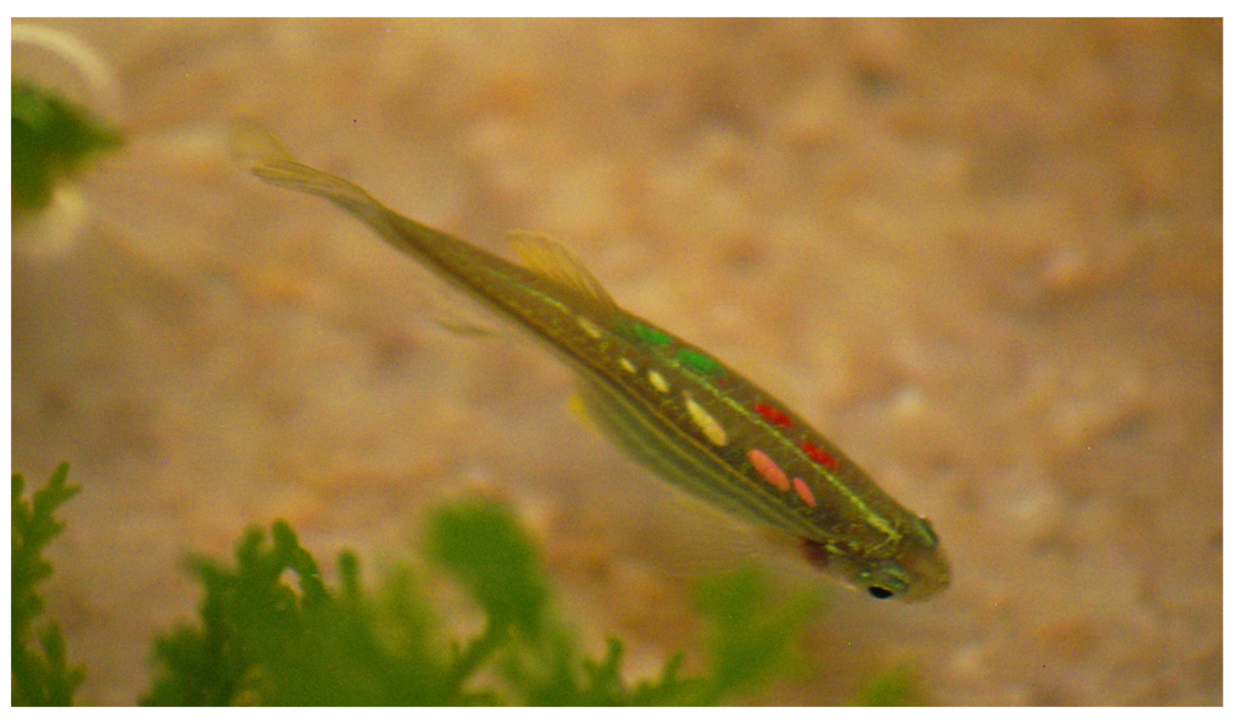 Animals 11 00616 g003 Animals 11 00616 g003