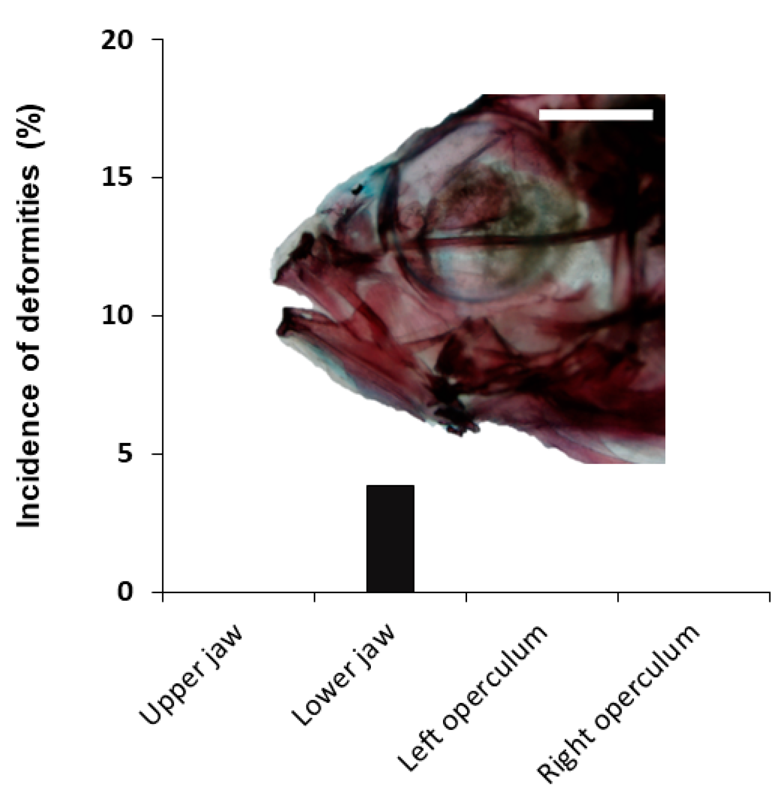 Animals 11 00621 g005 Animals 11 00621 g005