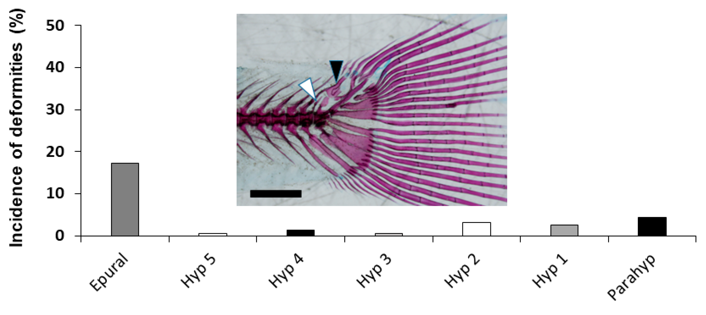 Animals 11 00621 g008 Animals 11 00621 g008