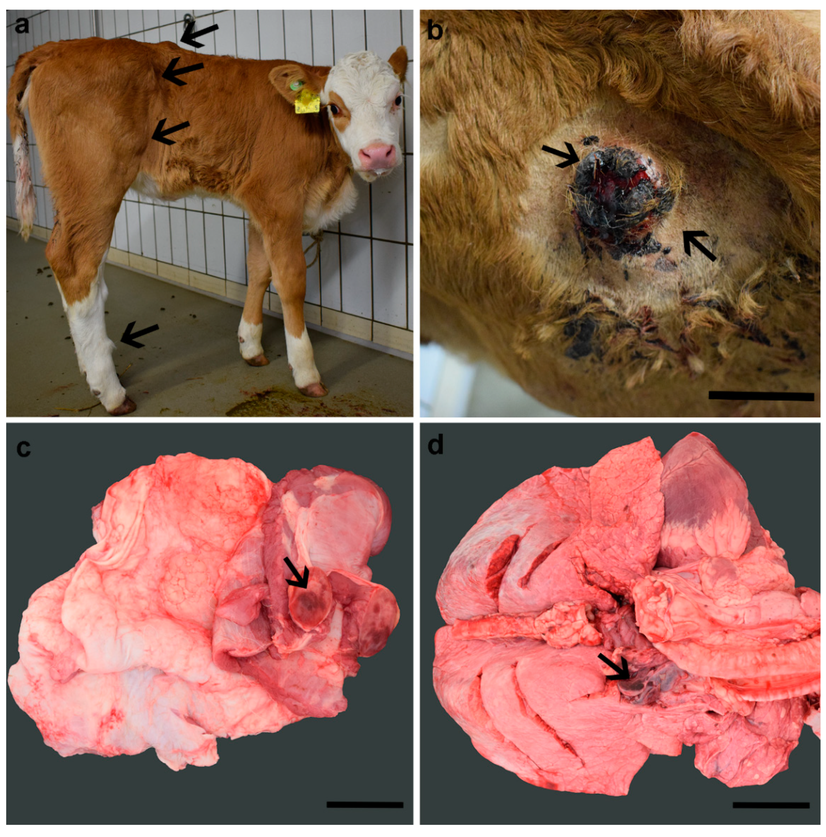 Animals 11 00624 g001