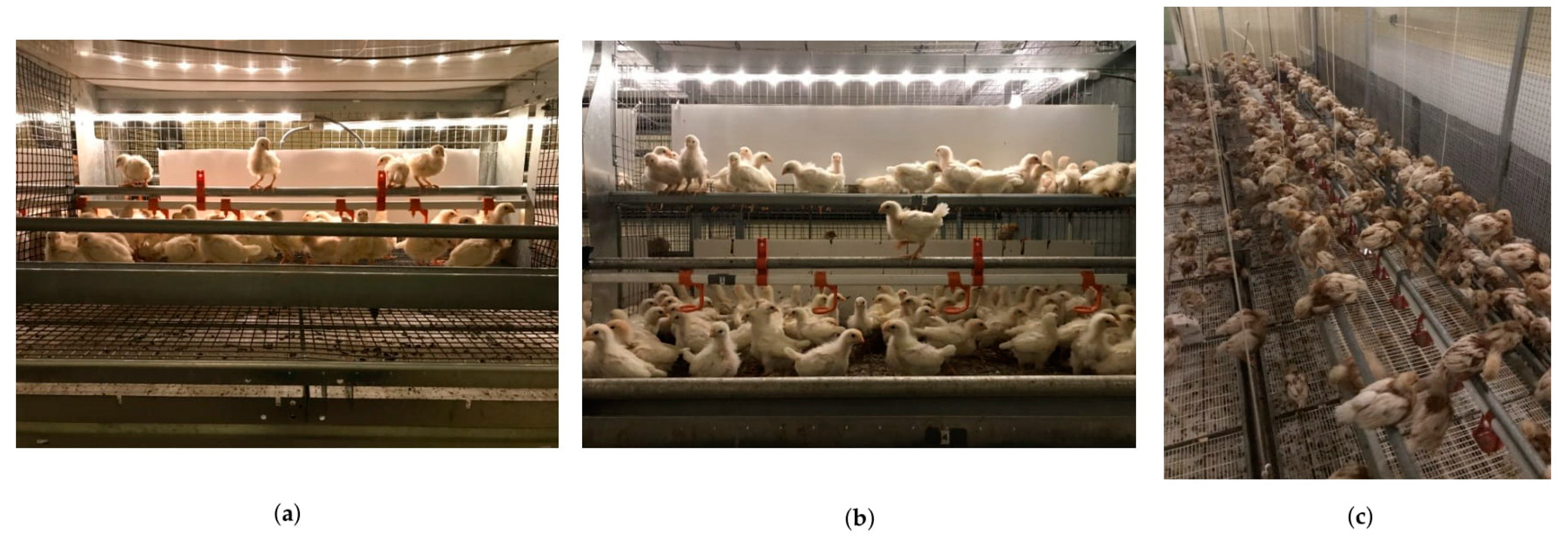 Animals 11 00634 g001