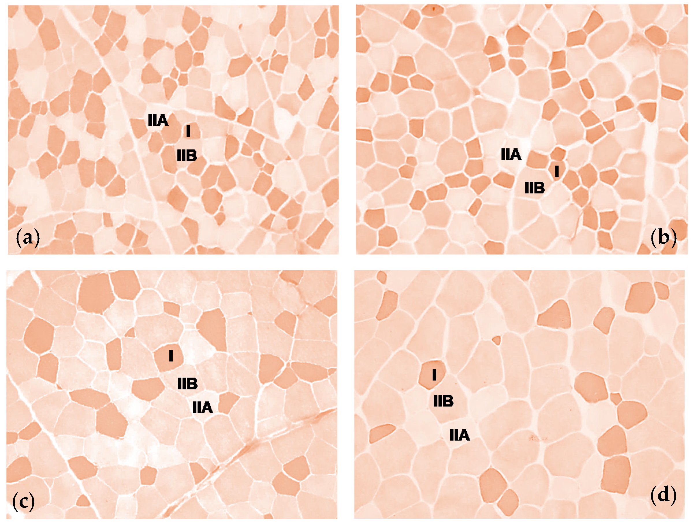 Animals 11 00656 g001