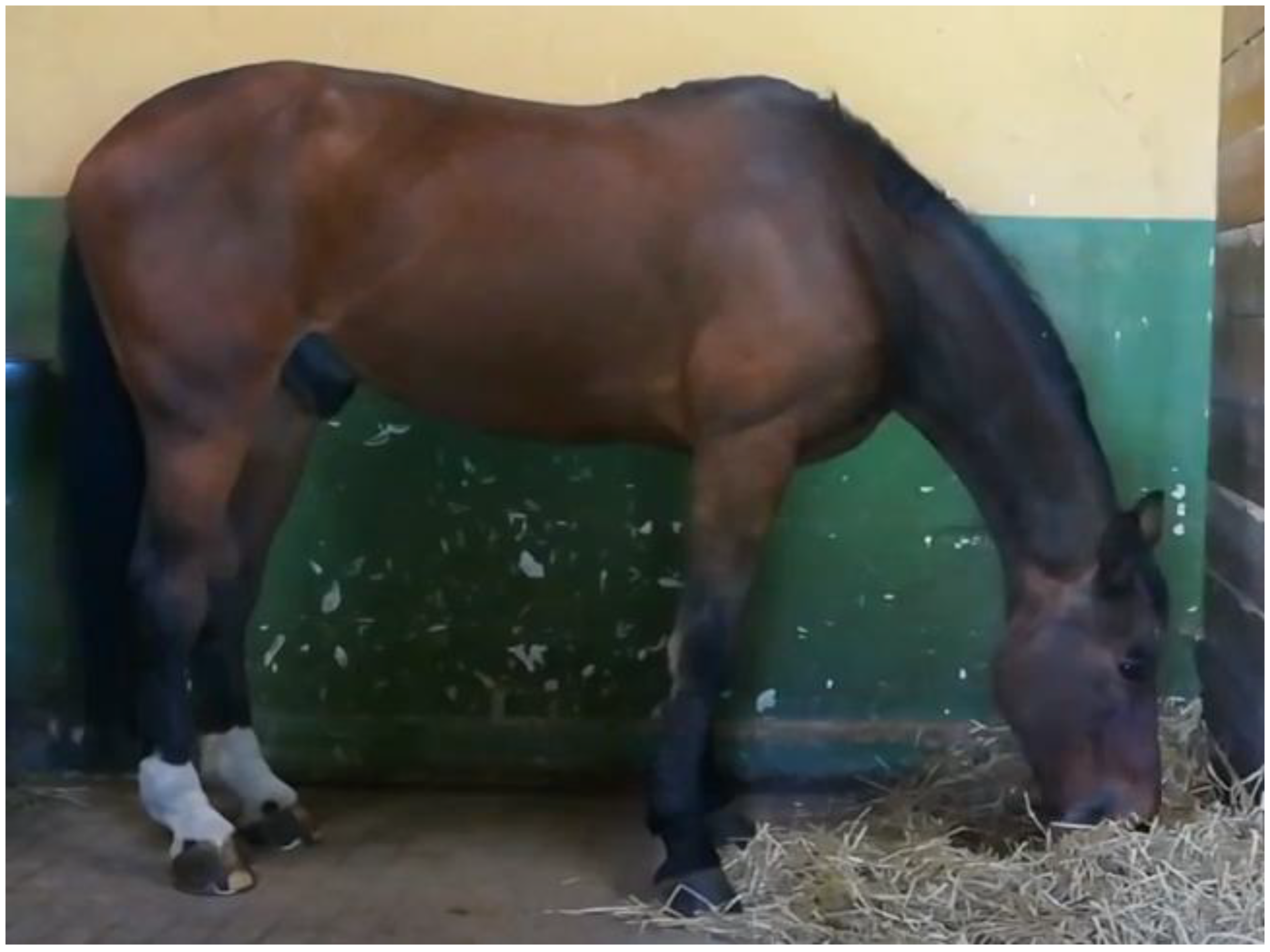 Animals 11 00763 g001