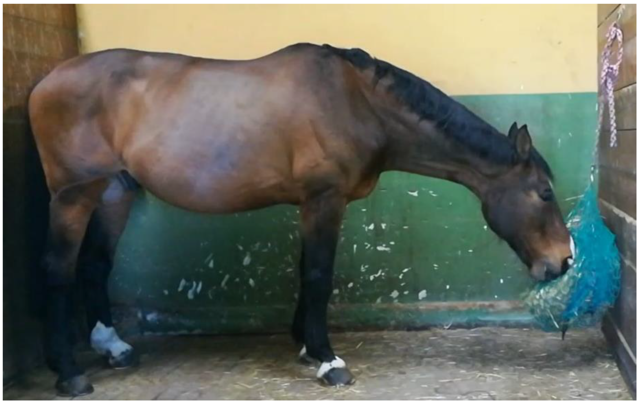 Animals 11 00763 g002