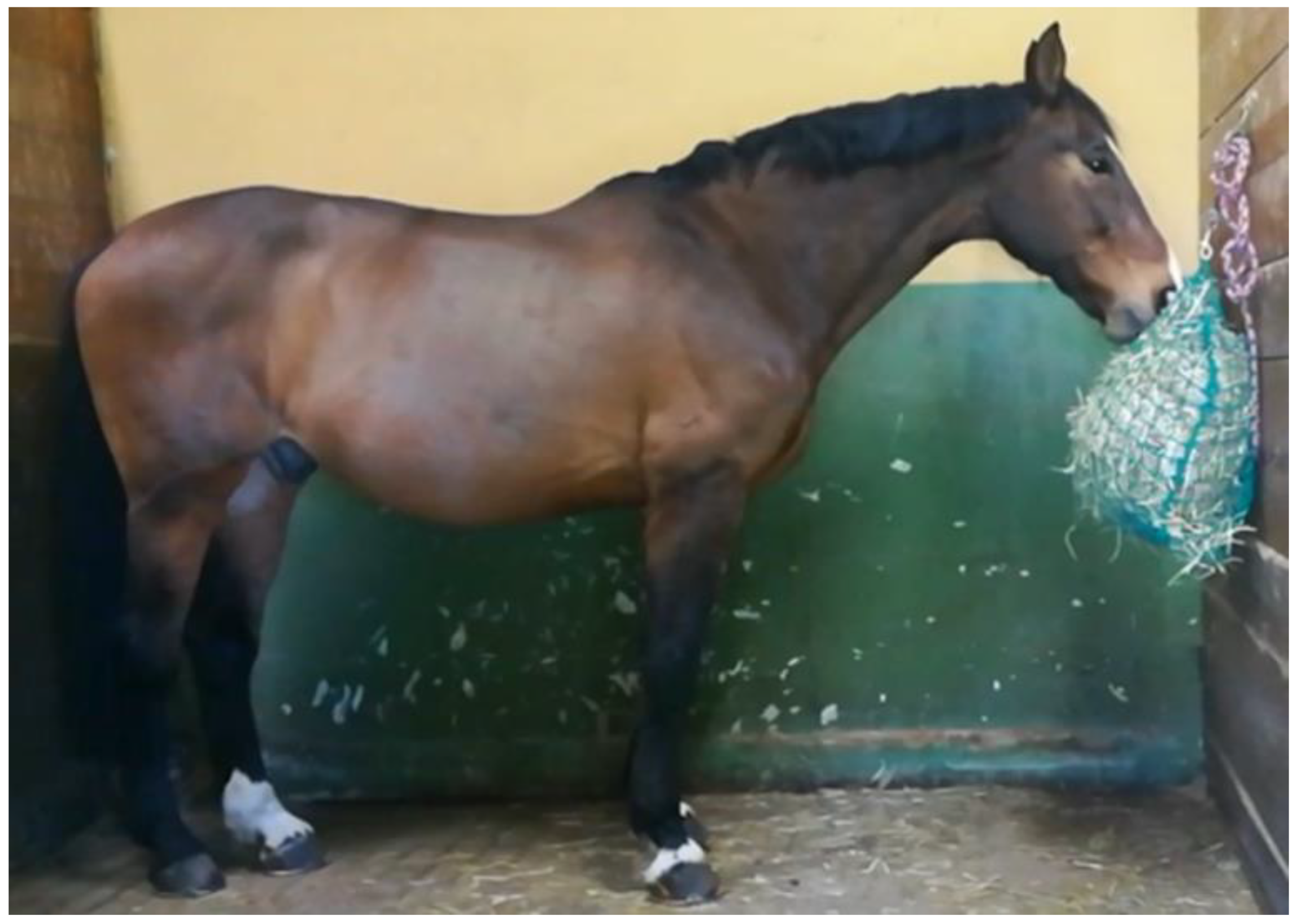 Animals 11 00763 g003