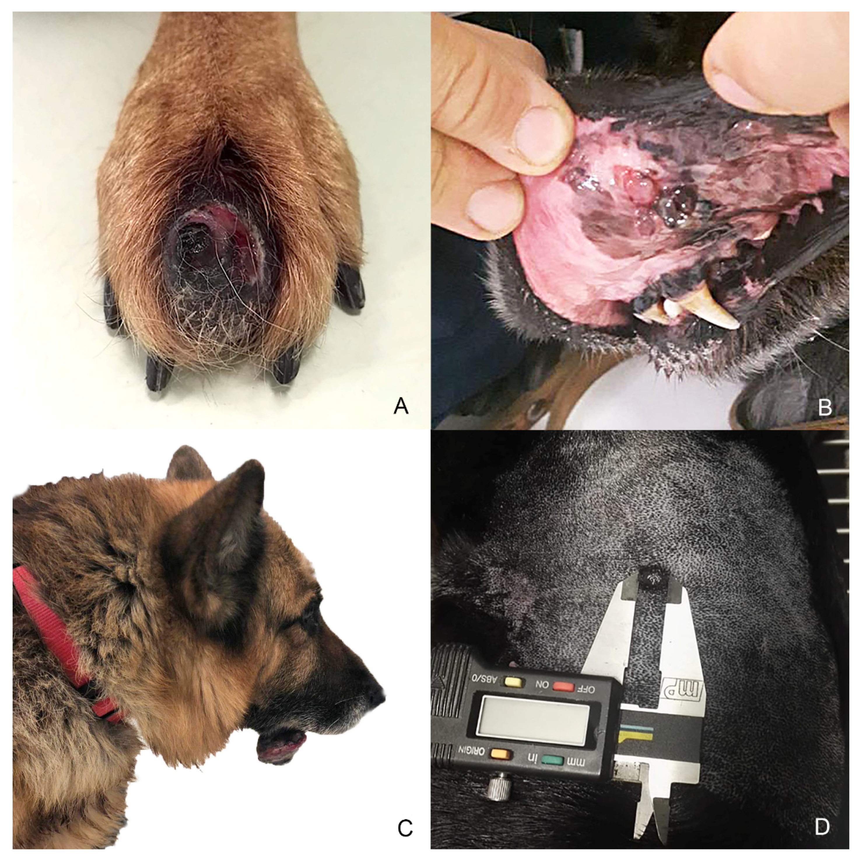 Animals 11 00768 g001