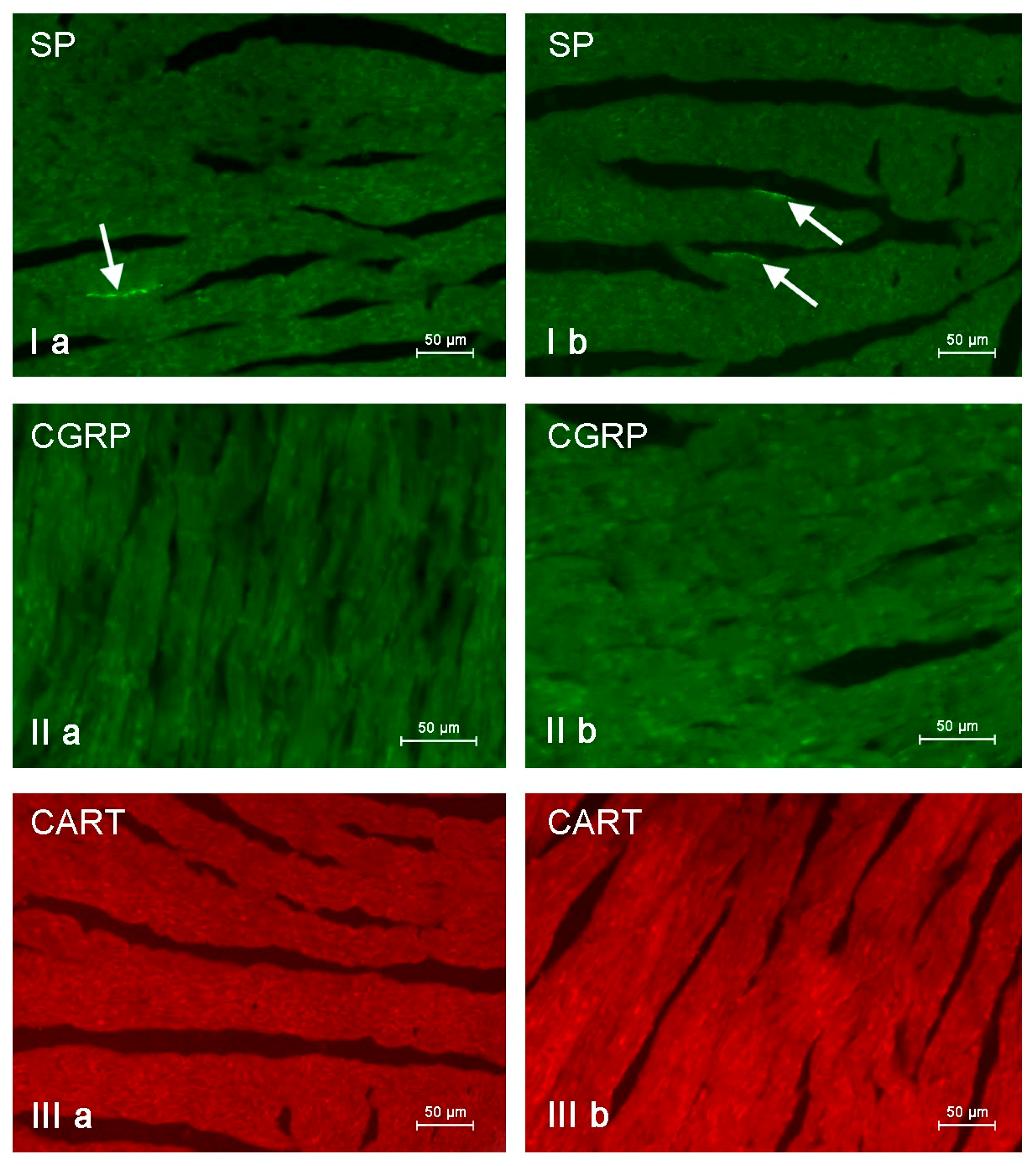 Animals 11 00780 g008