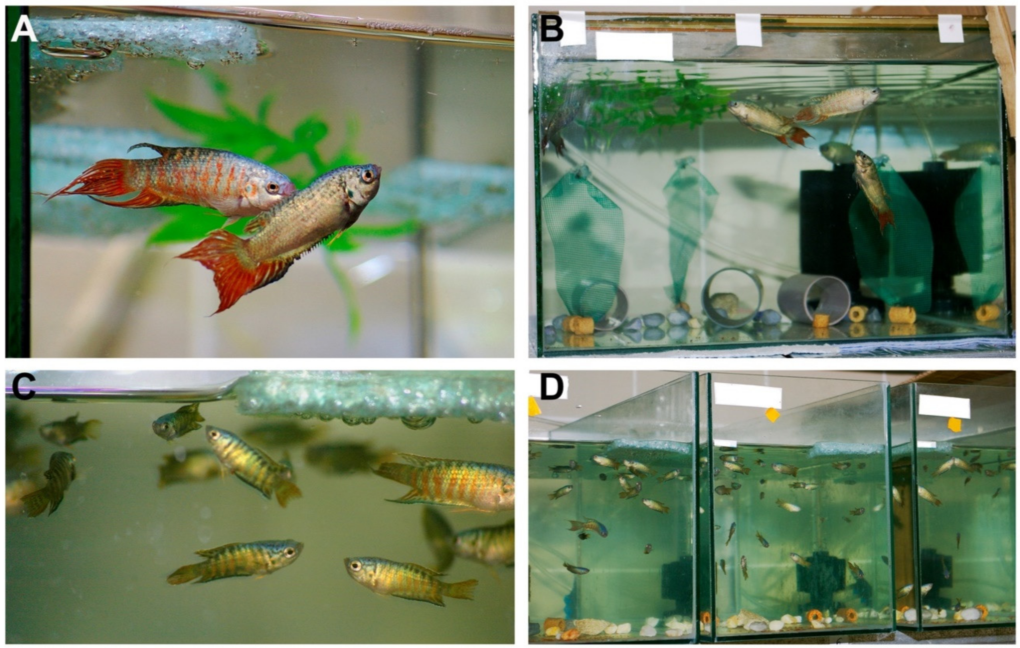 Animals 11 00786 g001