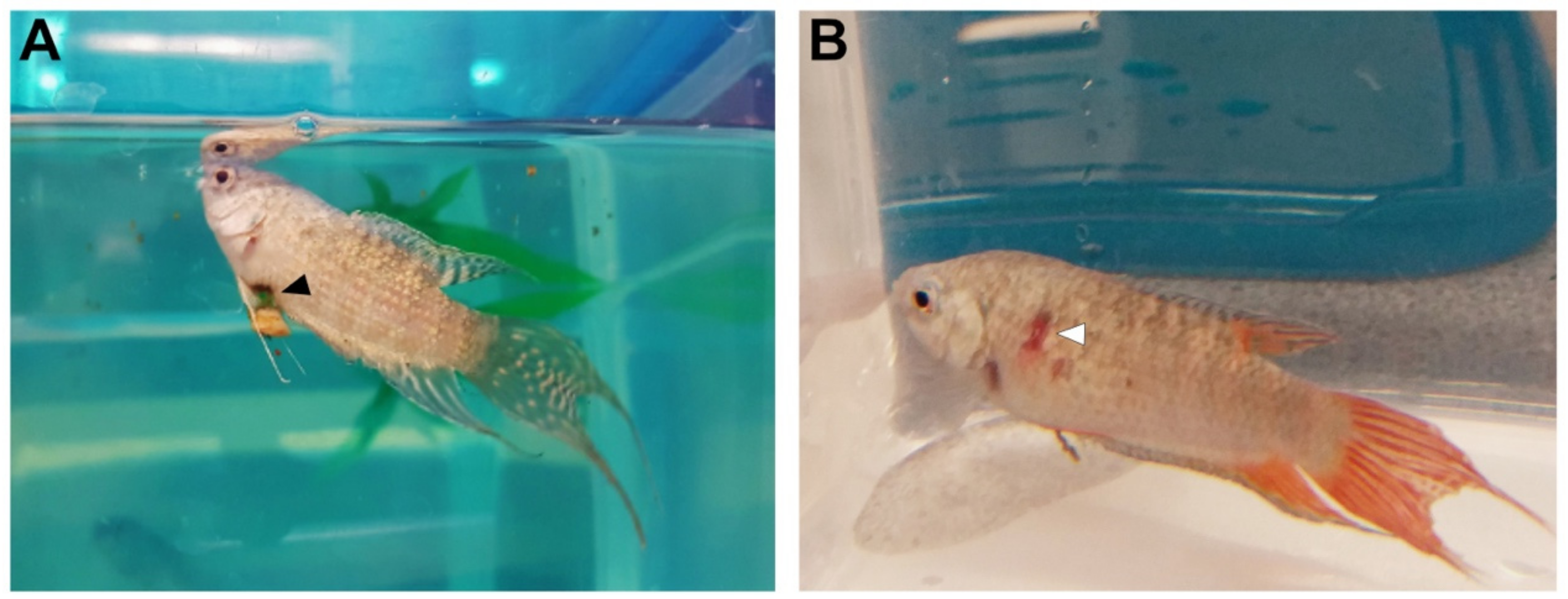 Animals 11 00786 g004