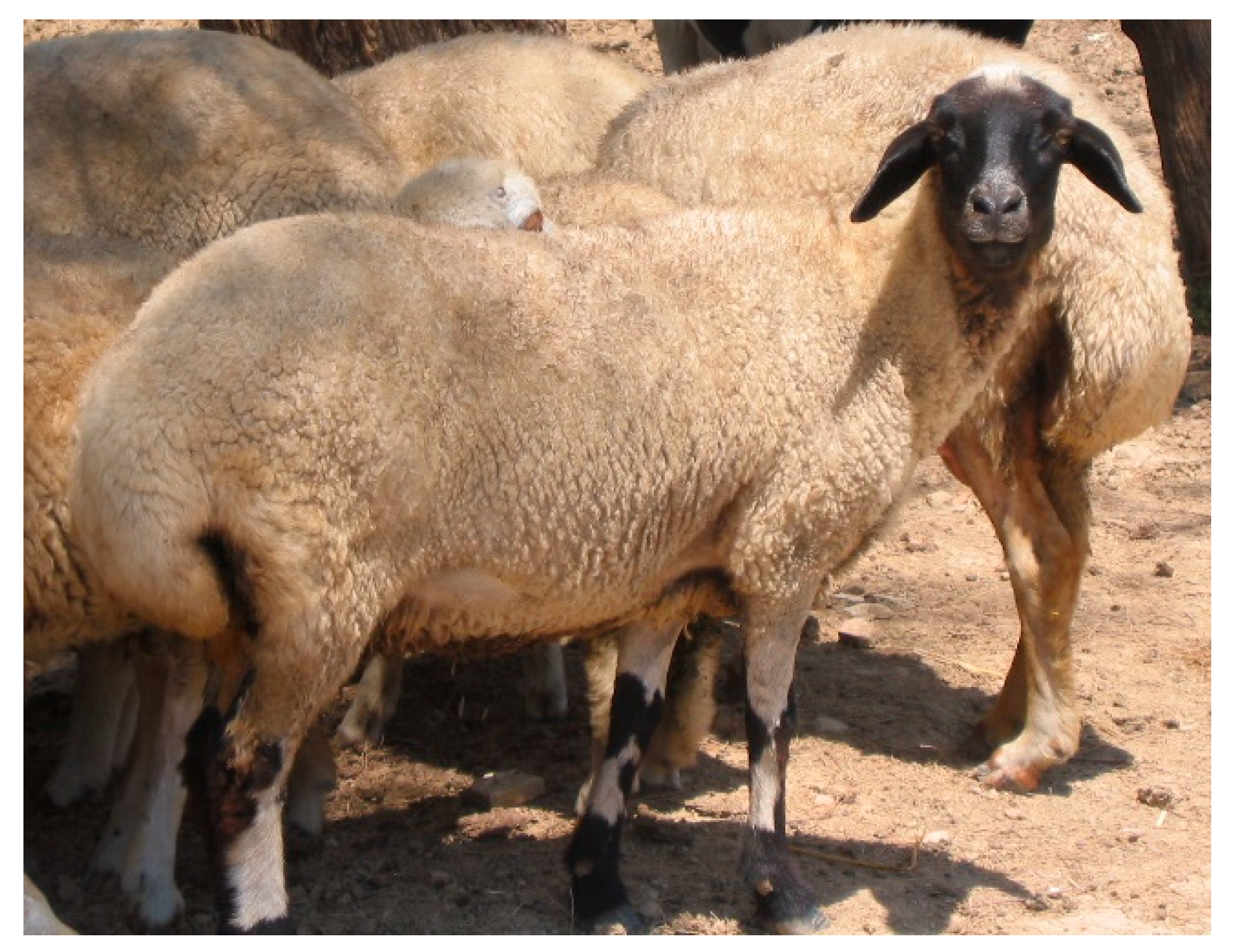 Animals 11 00839 g002