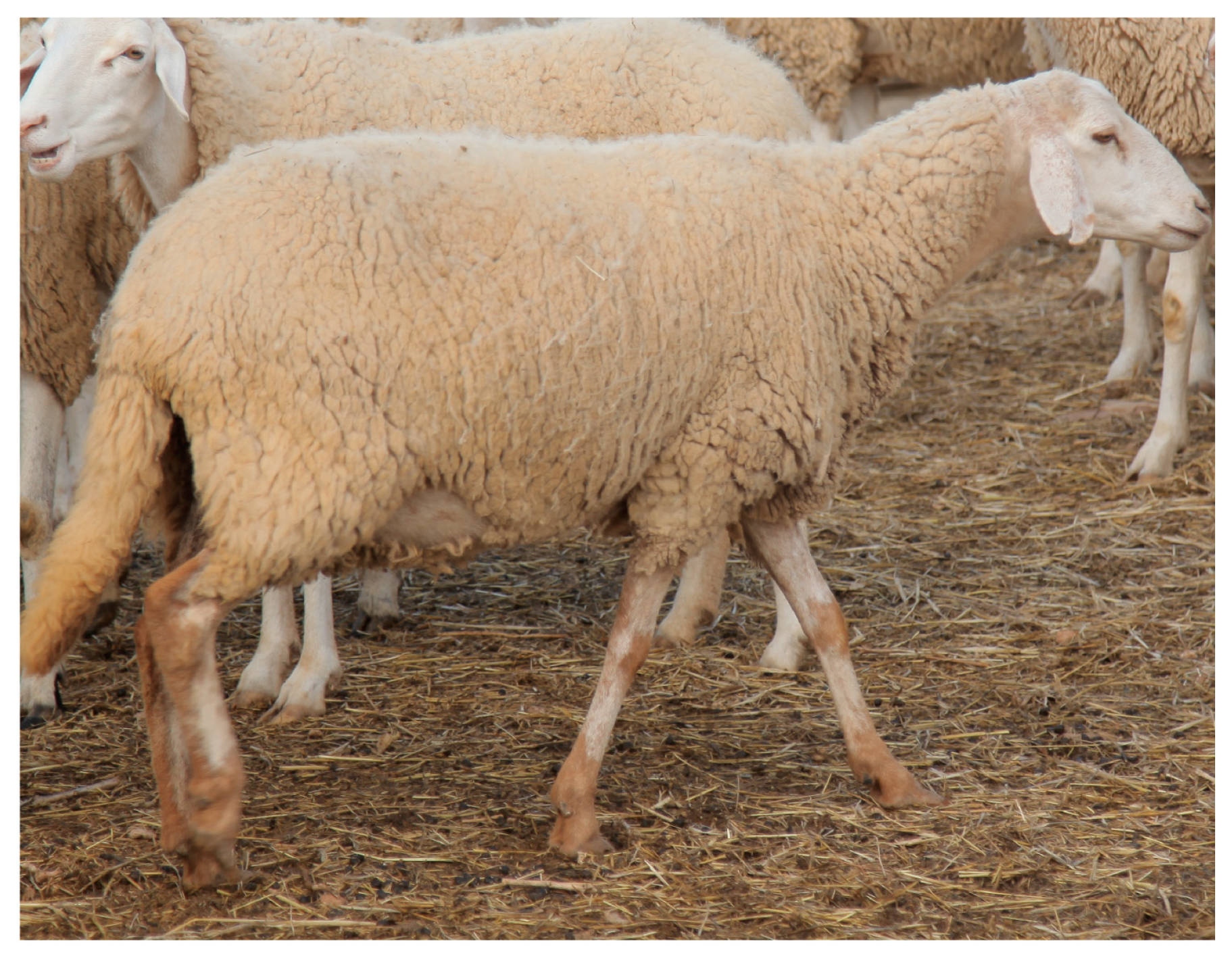 Animals 11 00839 g003