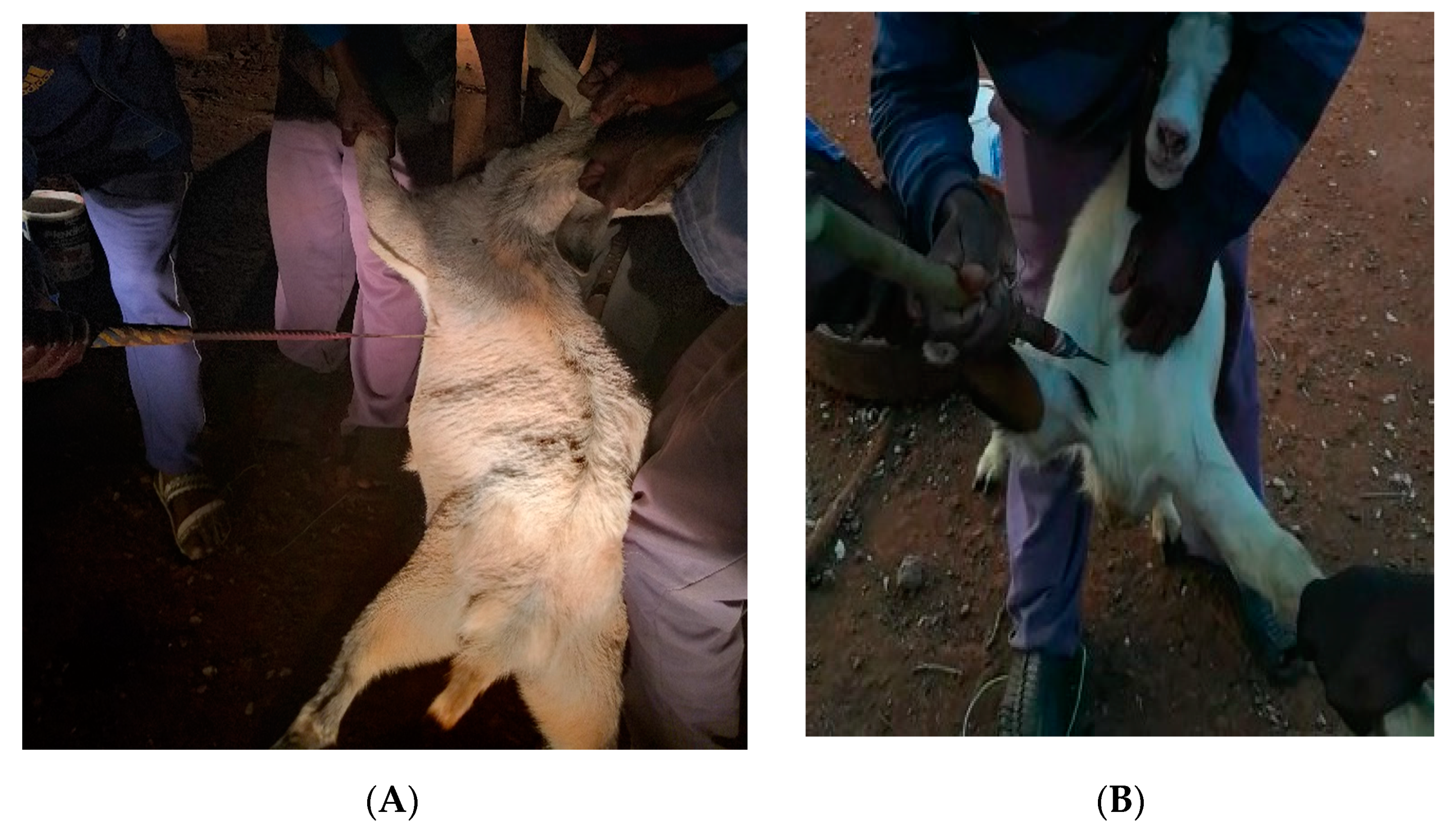 Animals 11 00858 g001