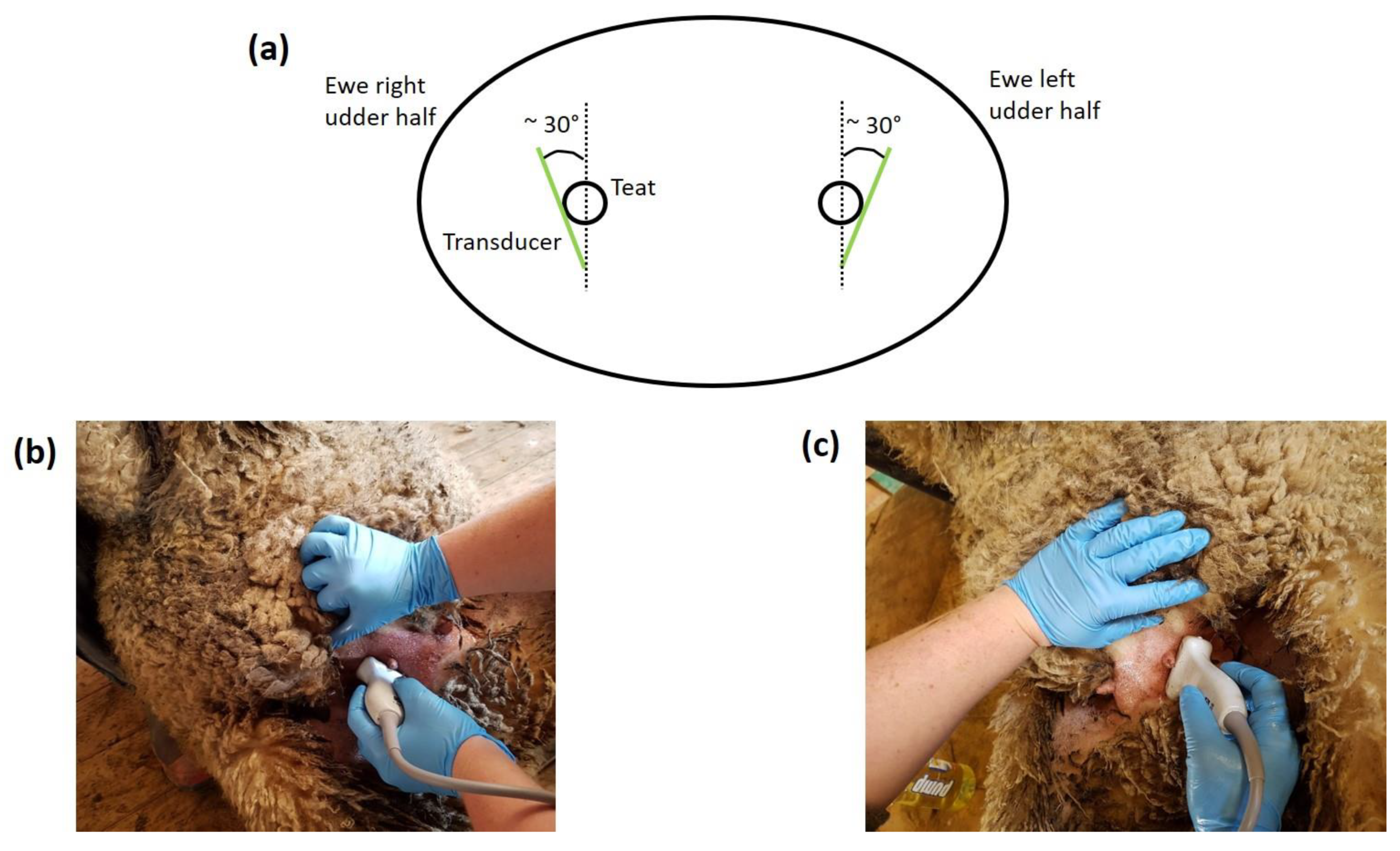 Animals 11 00884 g003 Animals 11 00884 g003