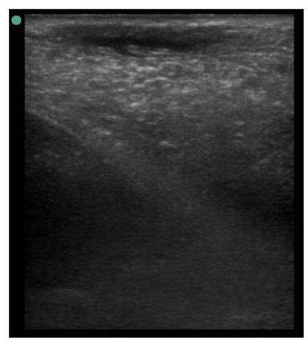 Animals 11 00884 i005