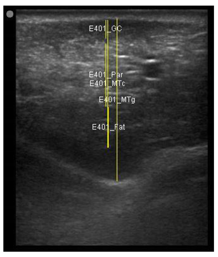 Animals 11 00884 i008