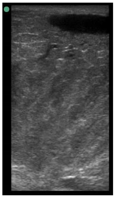 Animals 11 00884 i015