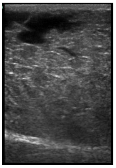 Animals 11 00884 i017