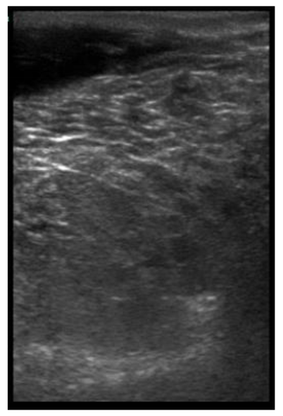 Animals 11 00884 i019