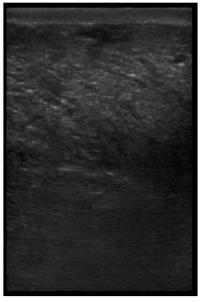 Animals 11 00884 i021