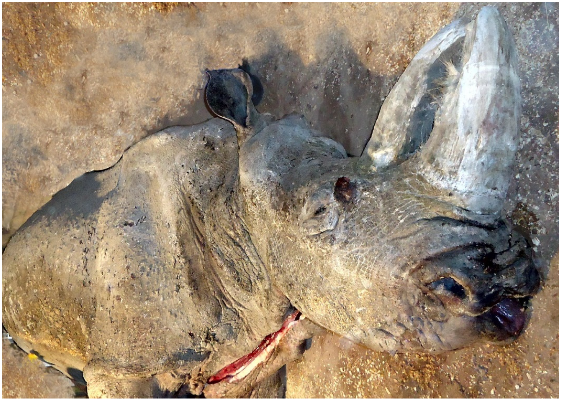 Animals 11 00910 g001