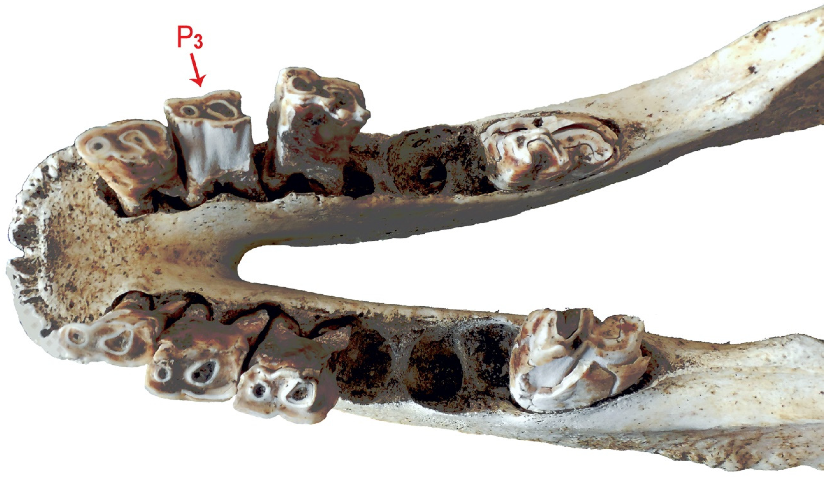 Animals 11 00910 g002