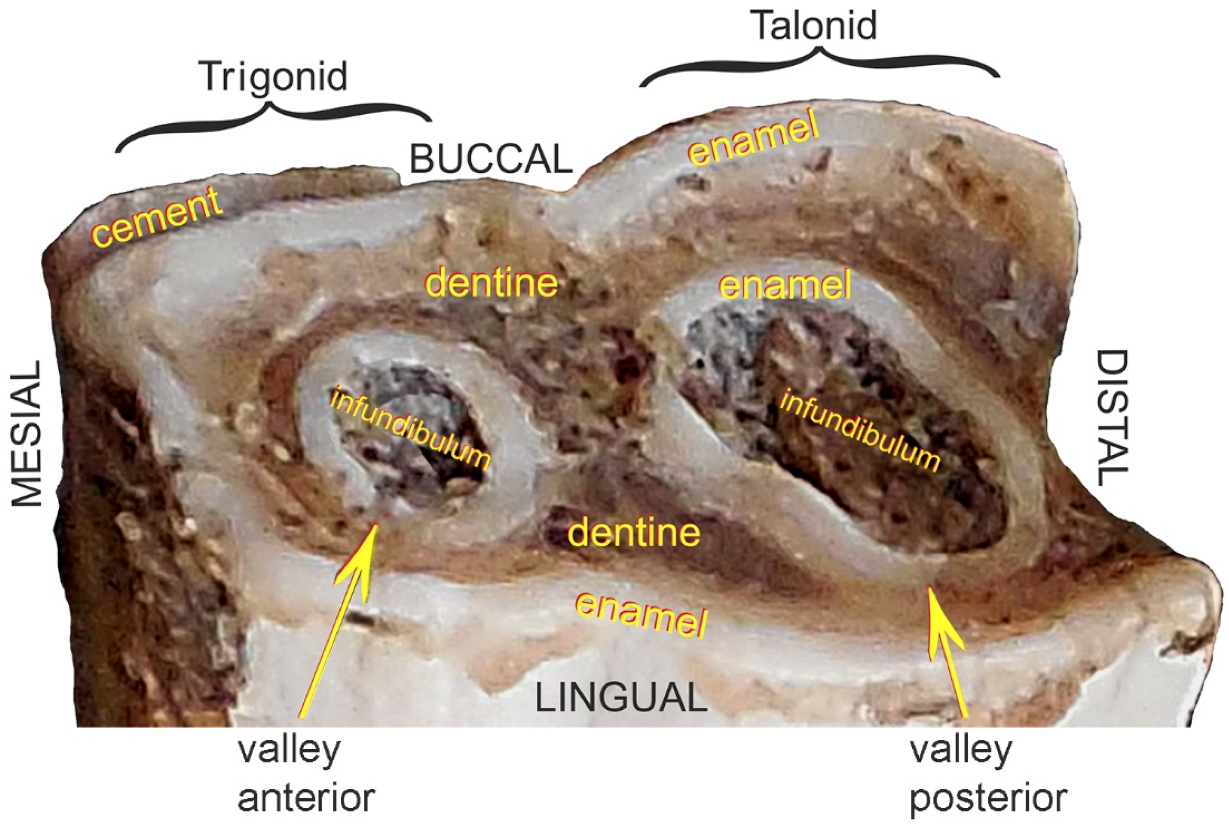 Animals 11 00910 g004