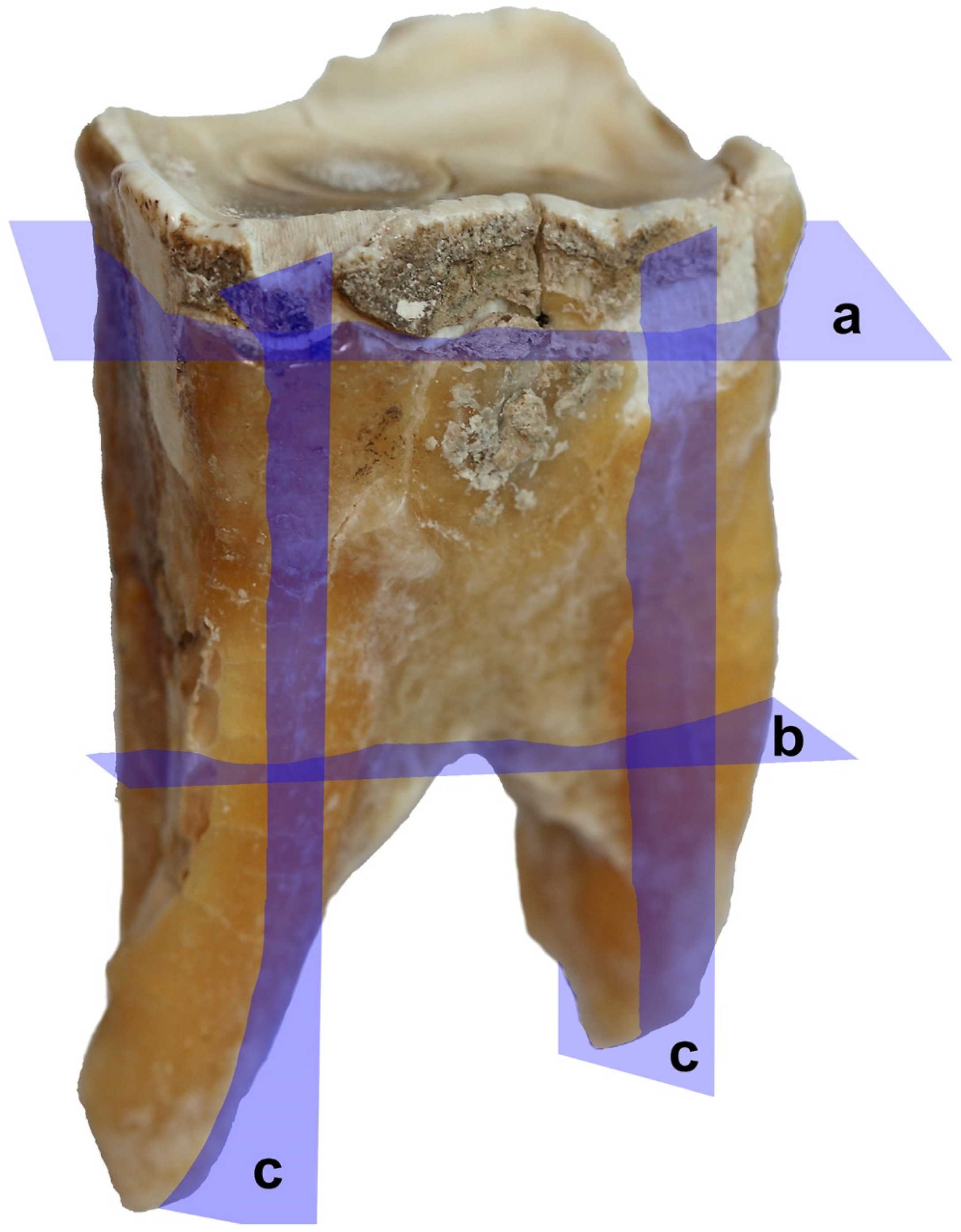Animals 11 00910 g005
