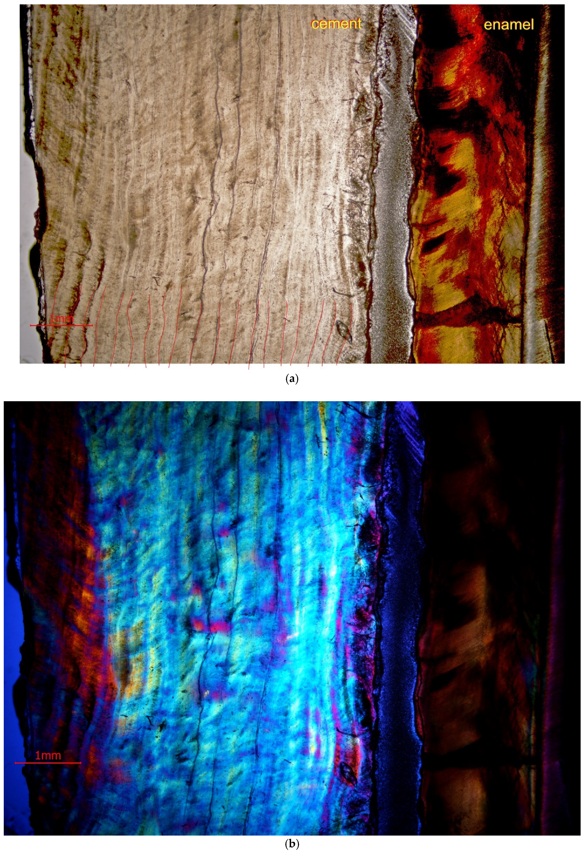 Animals 11 00910 g006