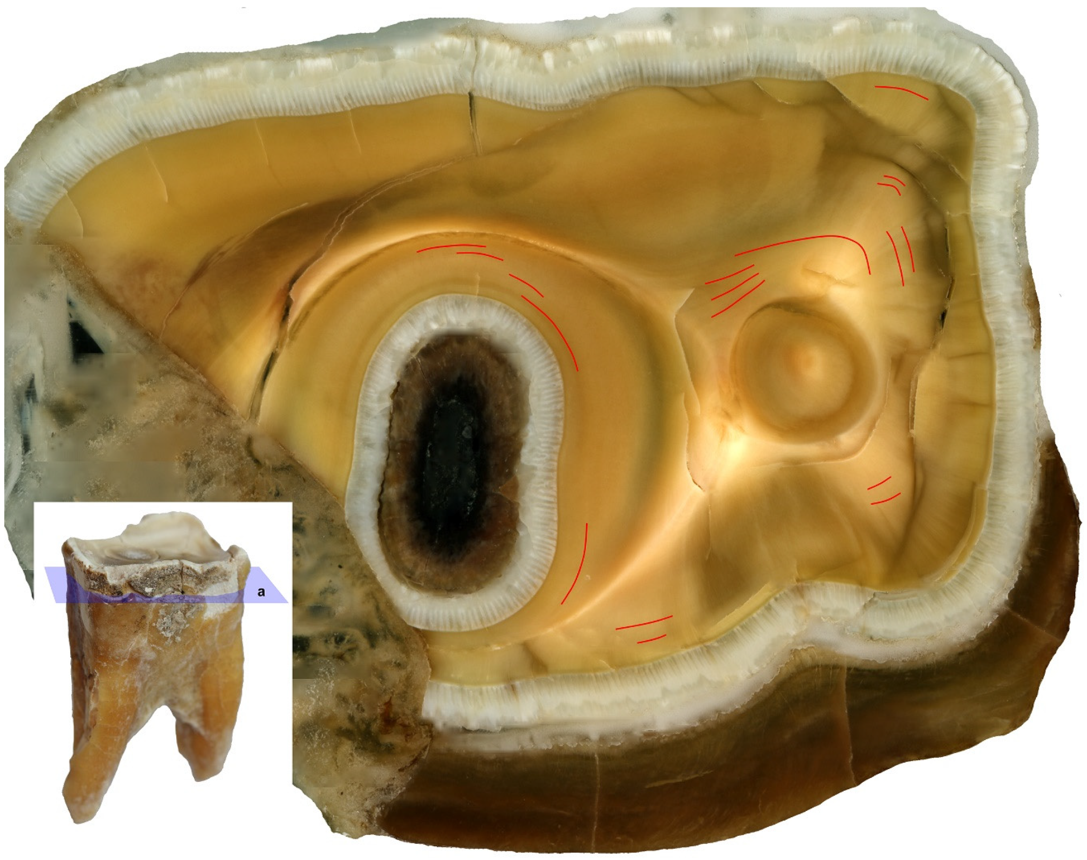 Animals 11 00910 g007