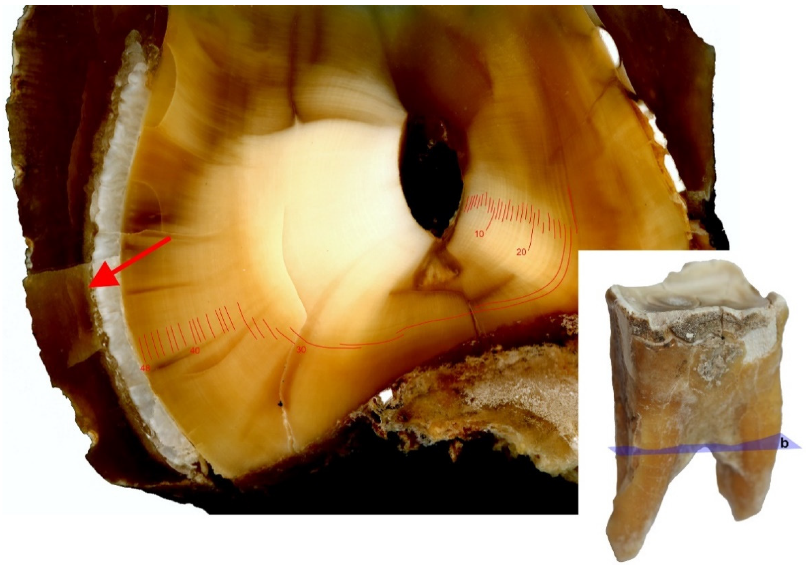 Animals 11 00910 g008