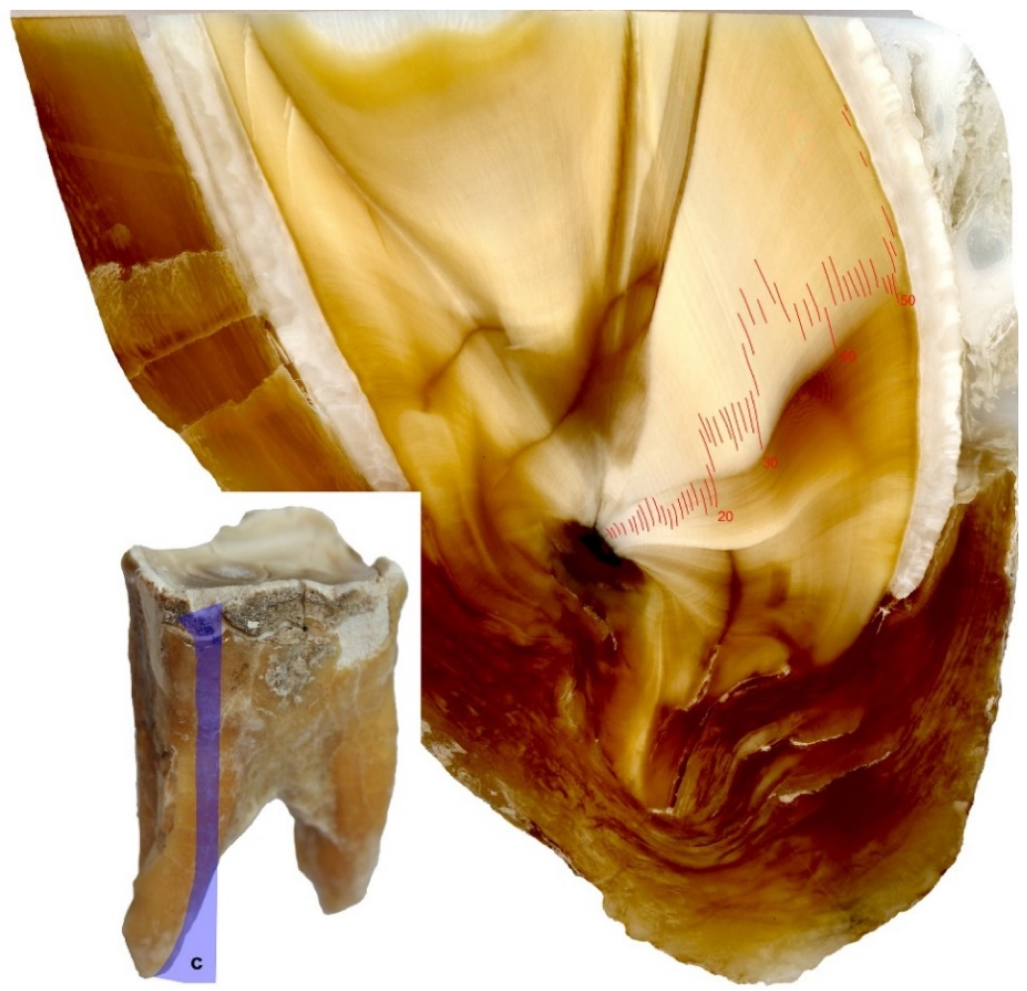 Animals 11 00910 g009