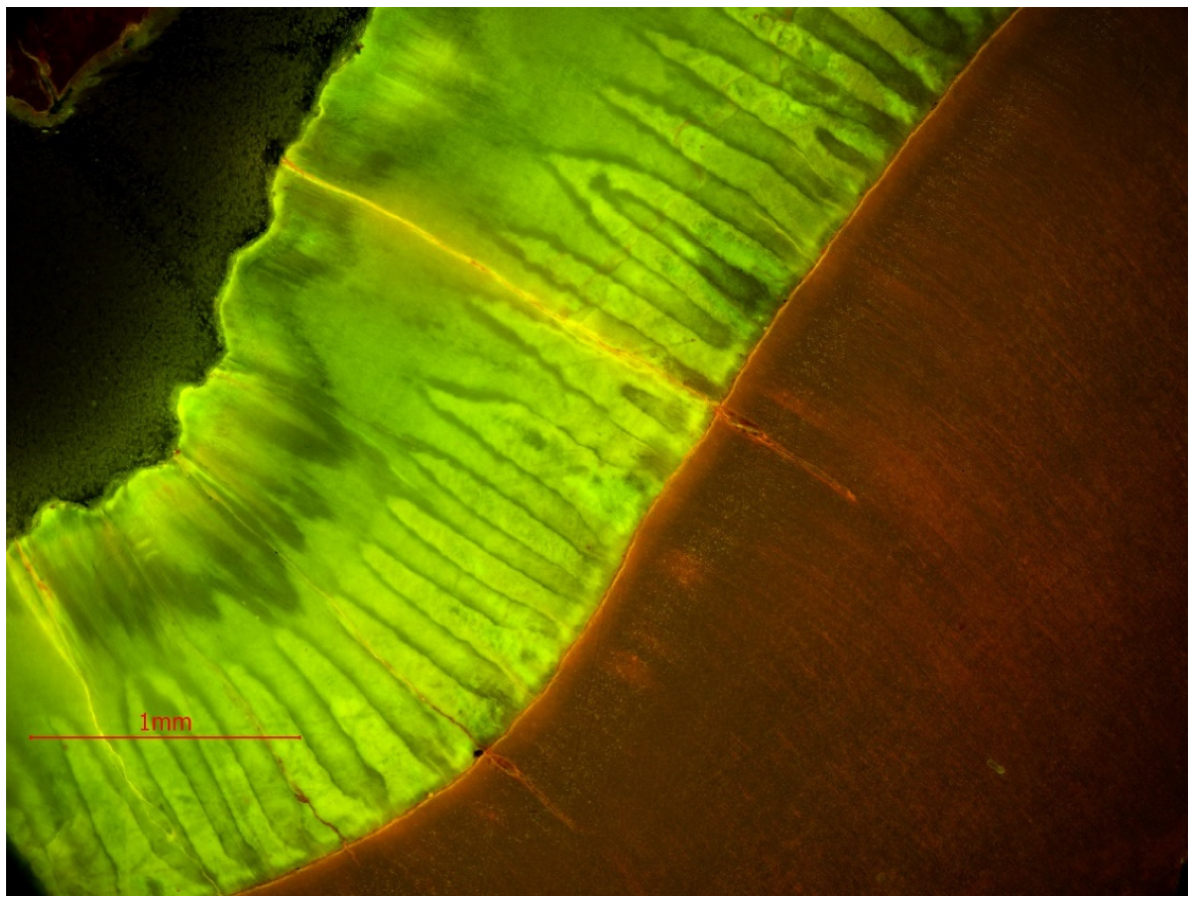 Animals 11 00910 g011