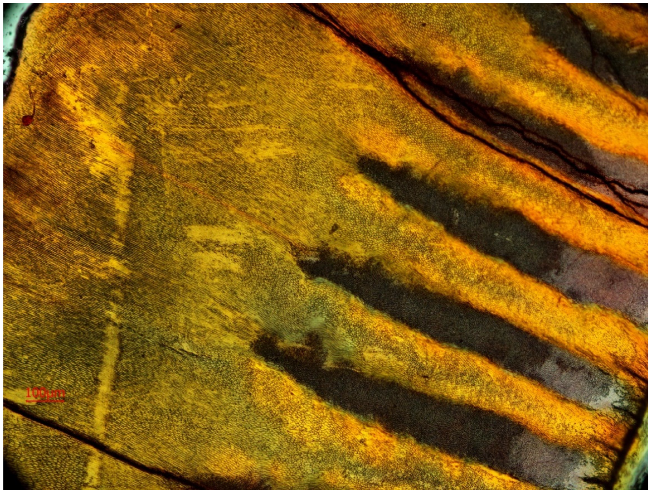 Animals 11 00910 g012