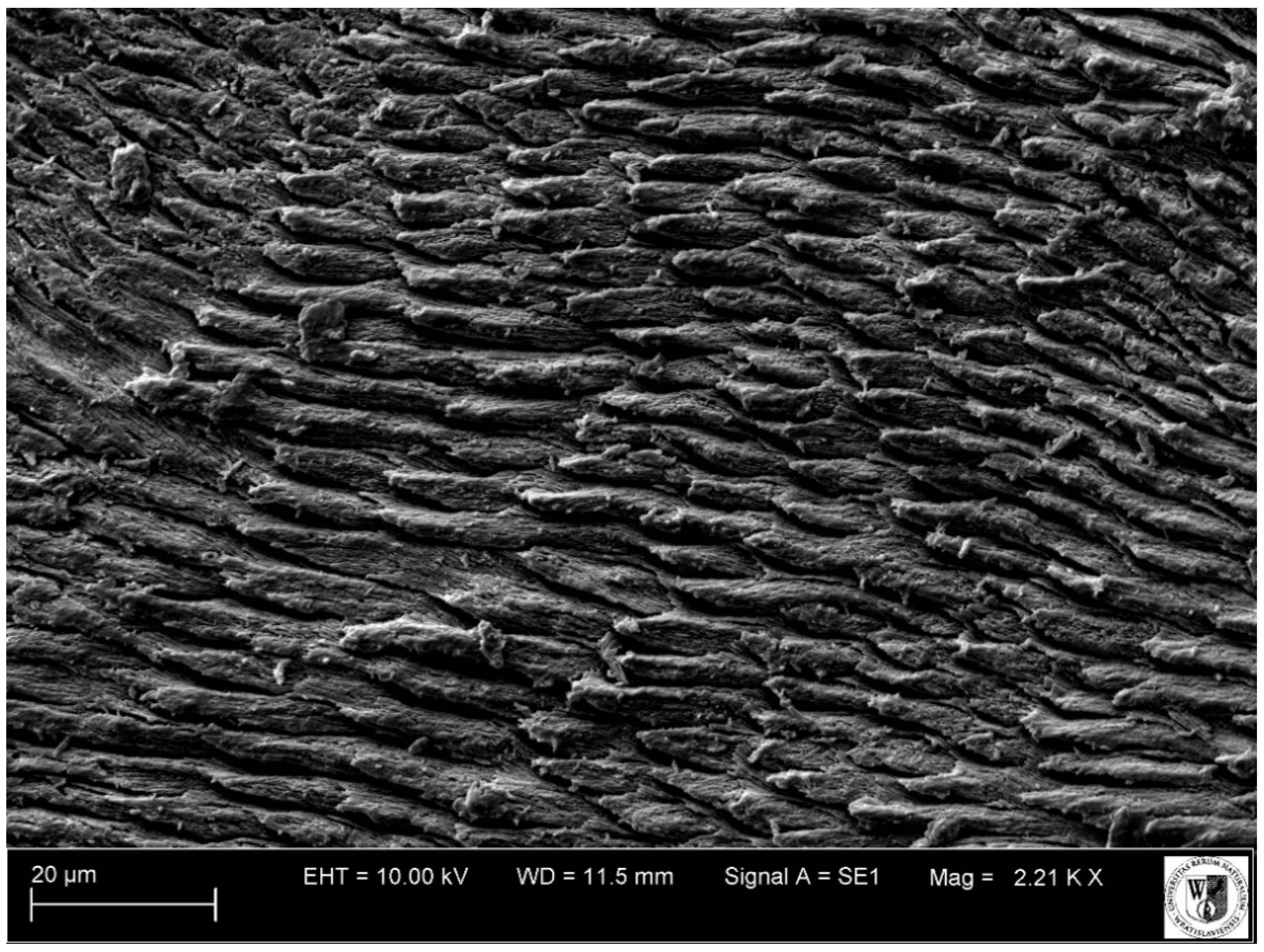 Animals 11 00910 g013