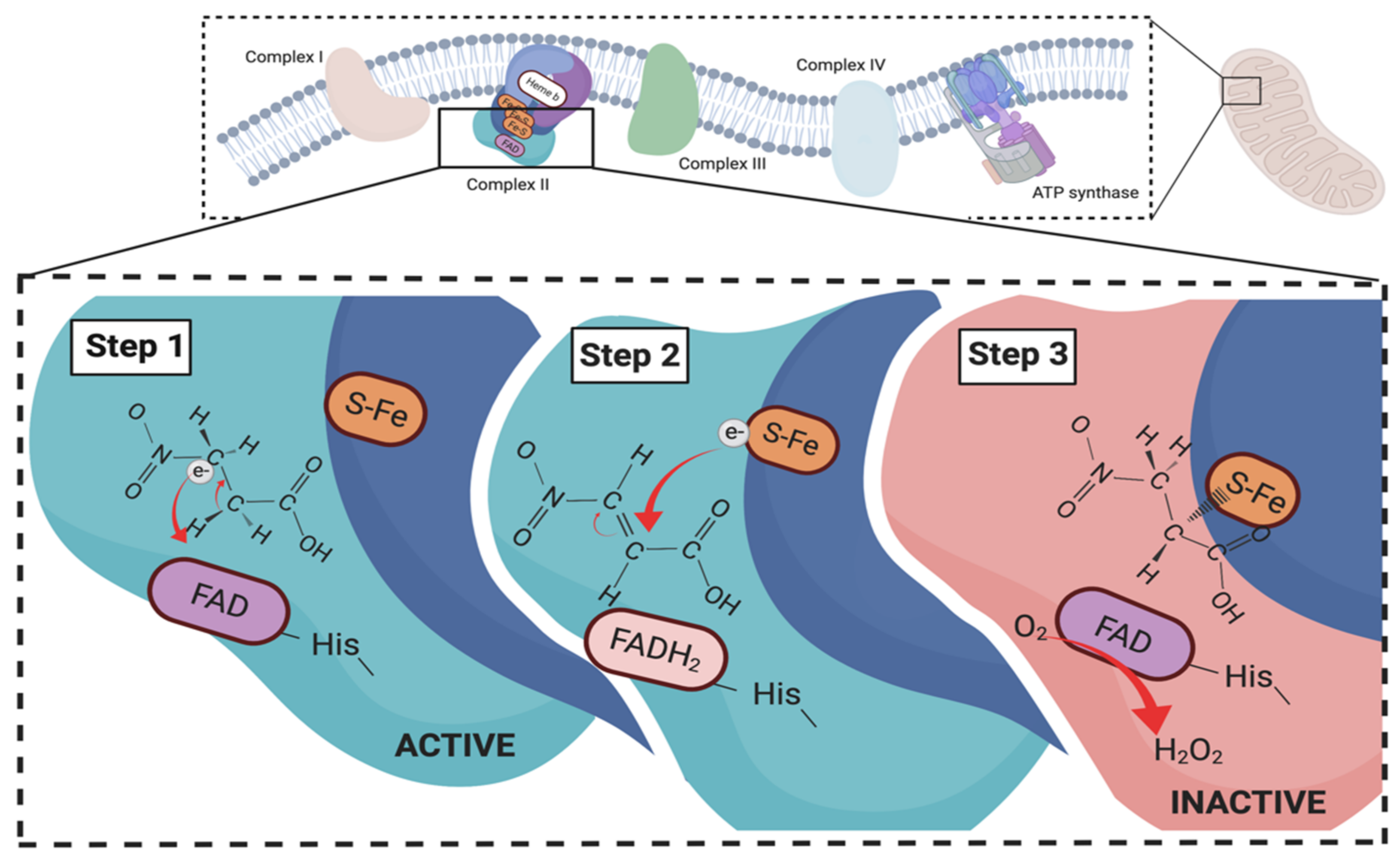 Animals 11 00923 g003 Animals 11 00923 g003