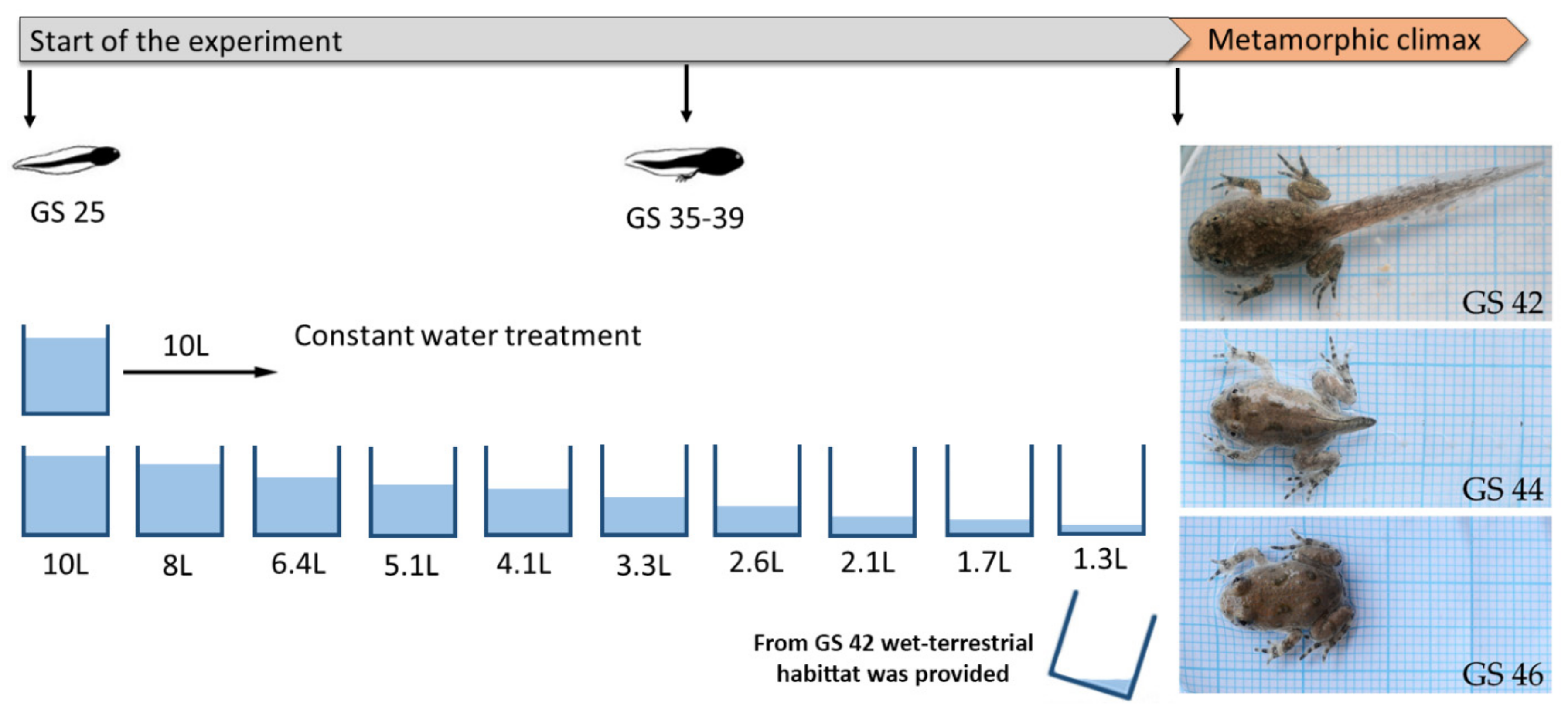 Animals 11 00953 g001