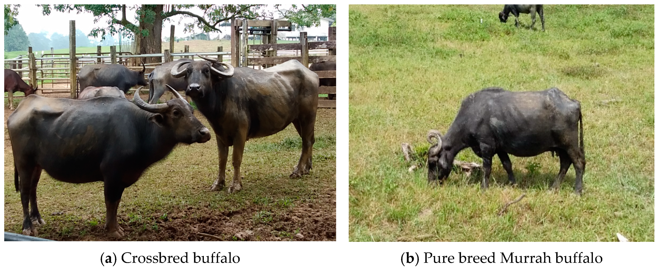 Animals 11 00957 g002 Animals 11 00957 g002