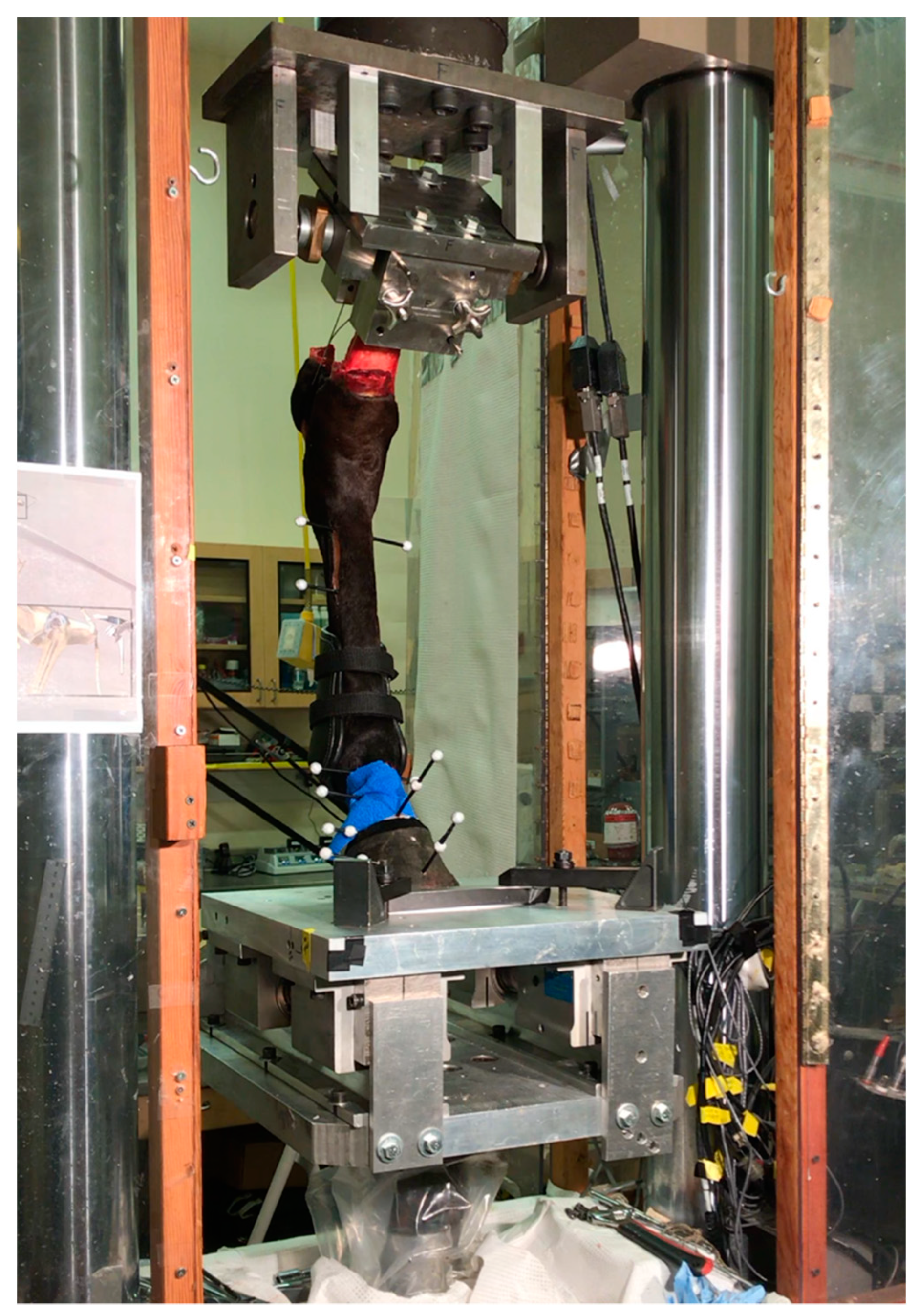 Animals 11 00958 g001