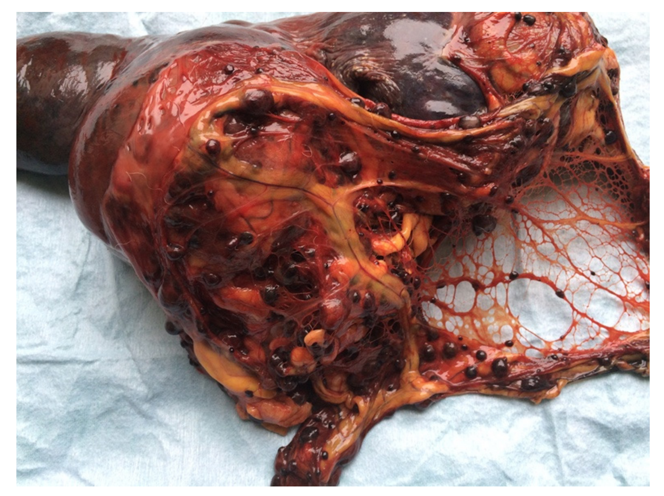 Animals 11 00962 g003