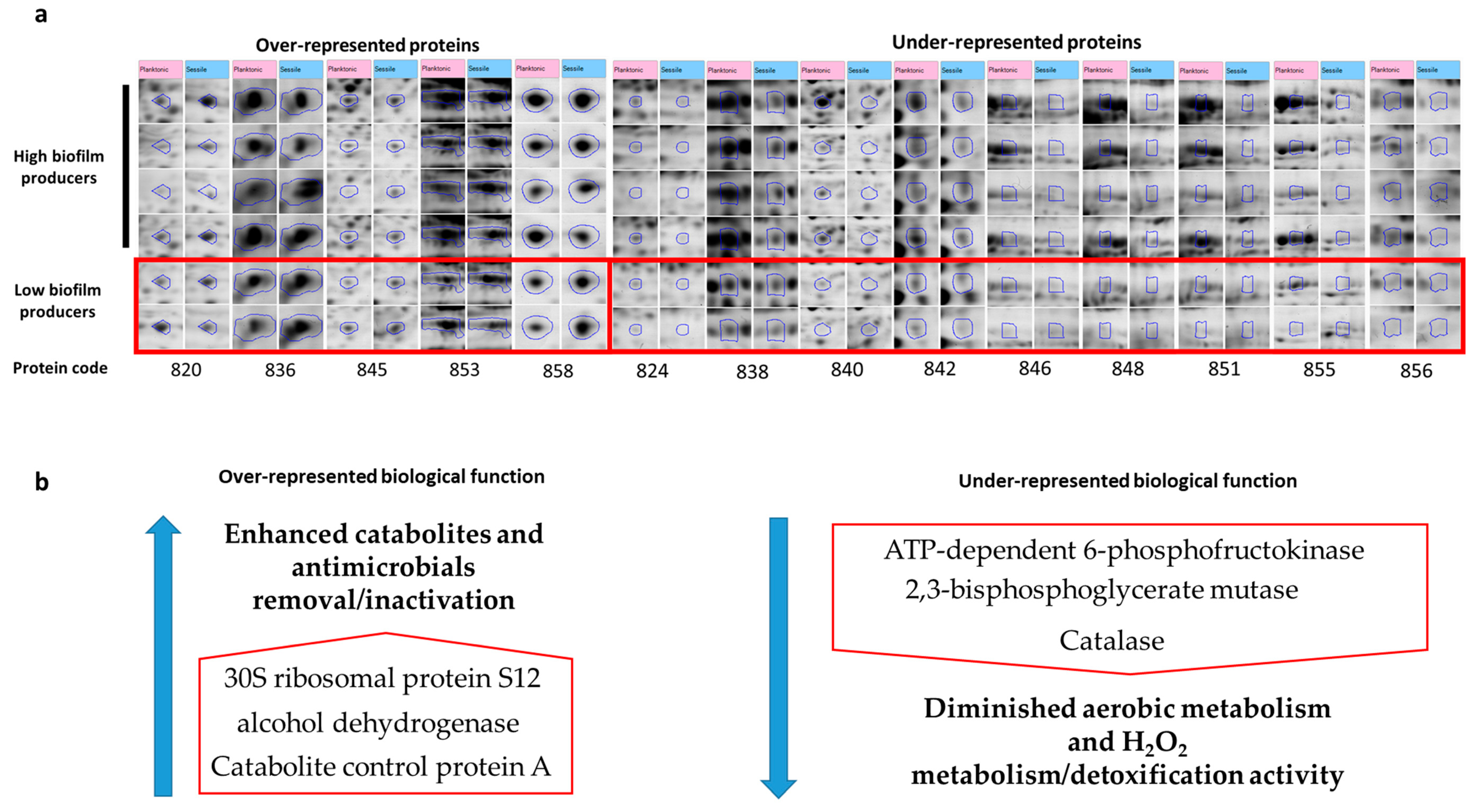 Animals 11 00966 g001