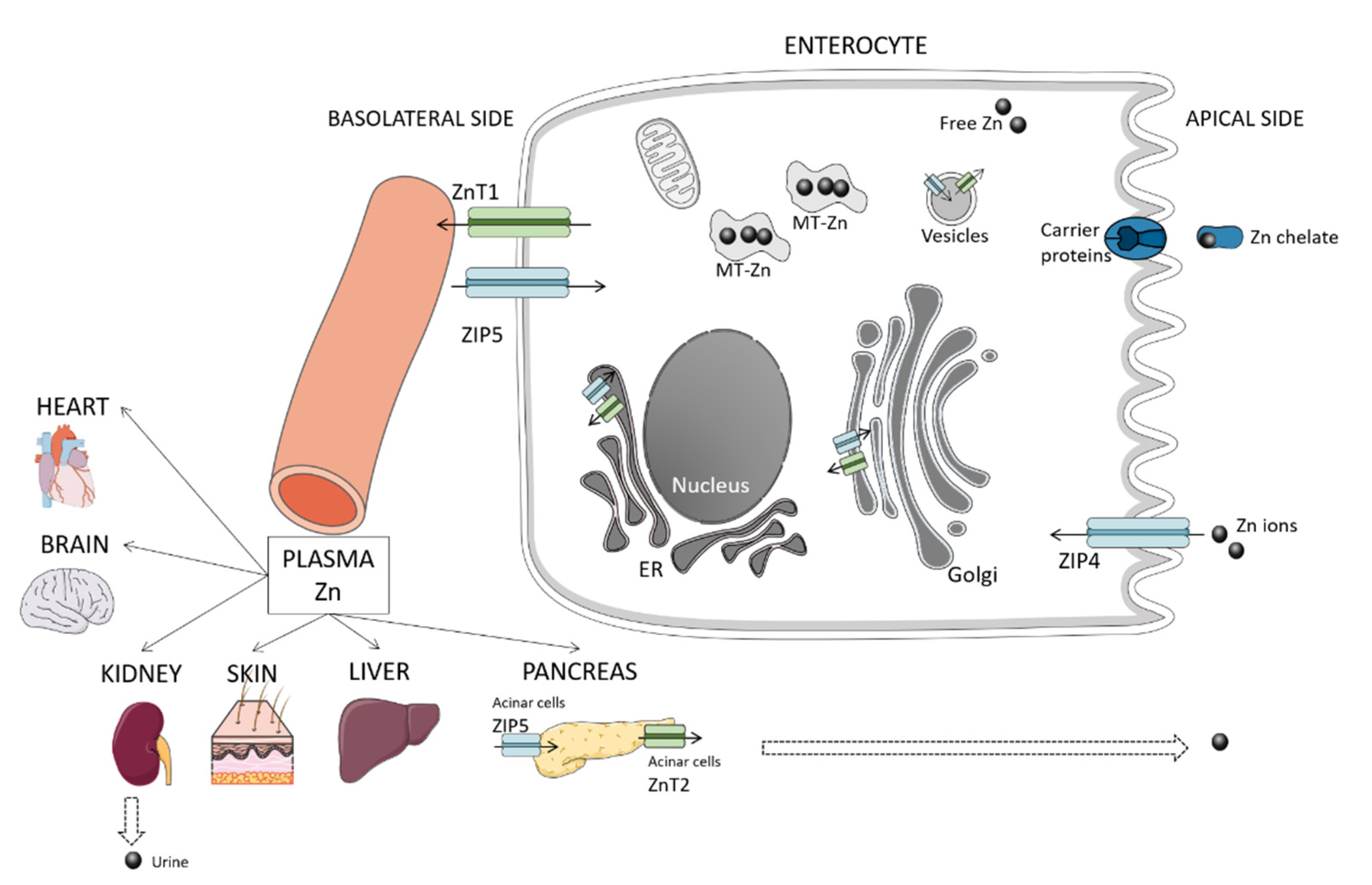 Animals 11 00978 g001