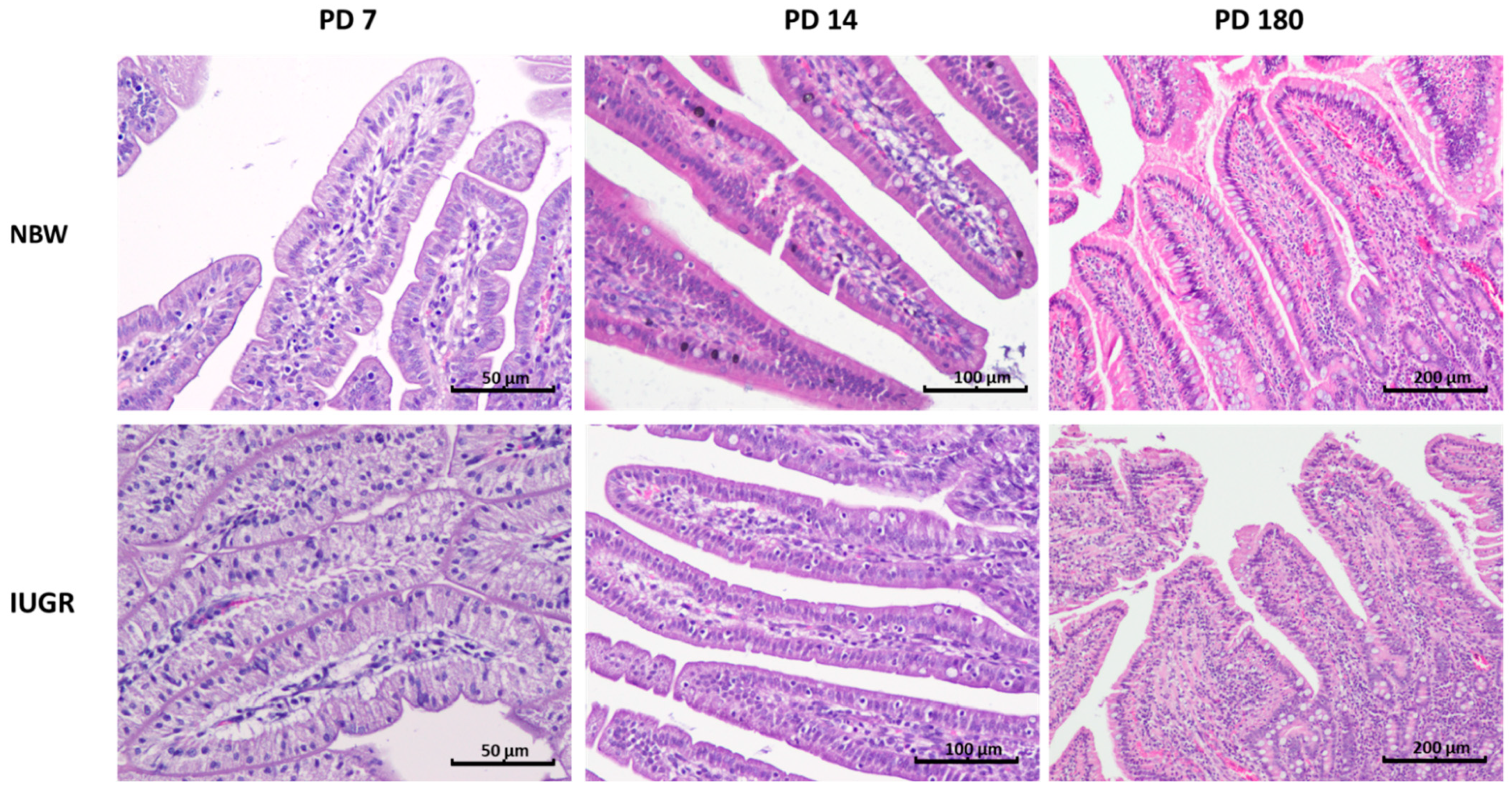 Animals 11 00990 g002